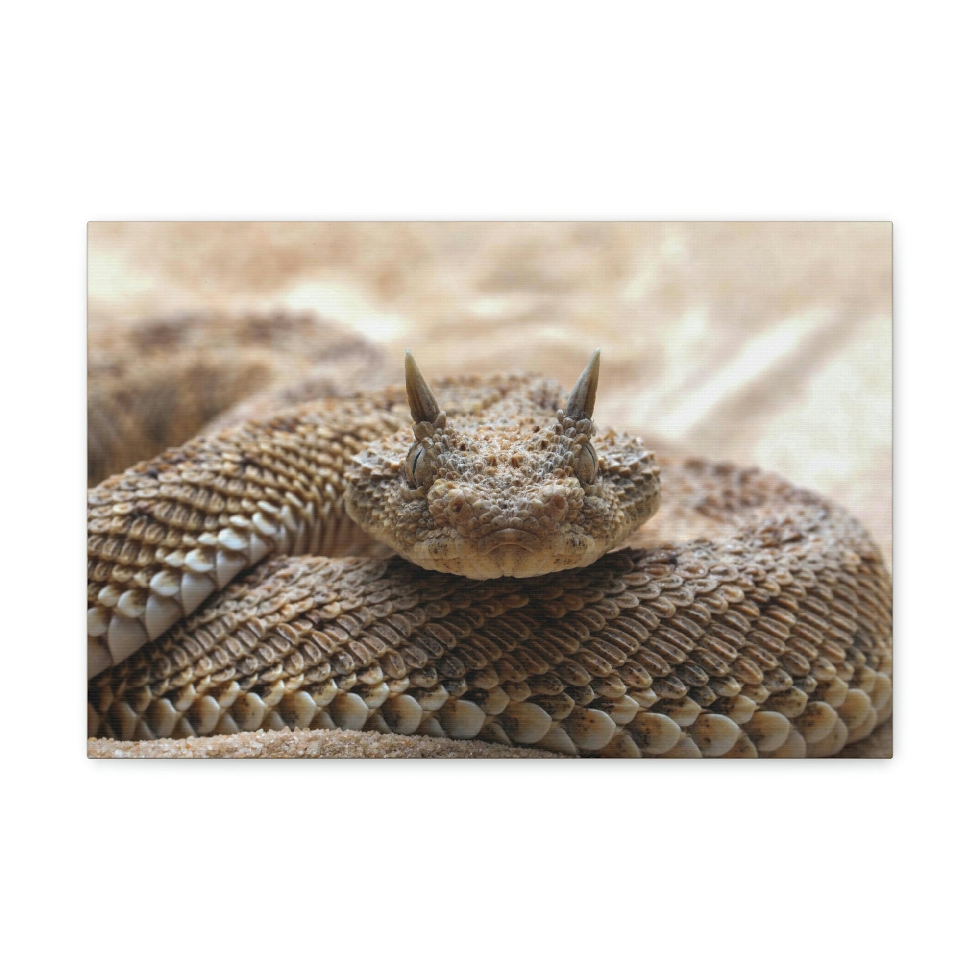 Funny Viper Silly Viper Scene Outside Wall Art Ready to Hang Unframed-Express Your Love Gifts