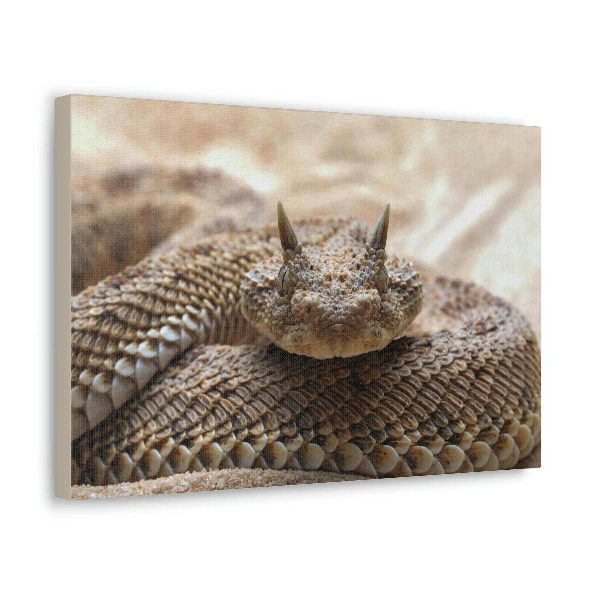 Funny Viper Silly Viper Scene Outside Wall Art Ready to Hang Unframed-Express Your Love Gifts