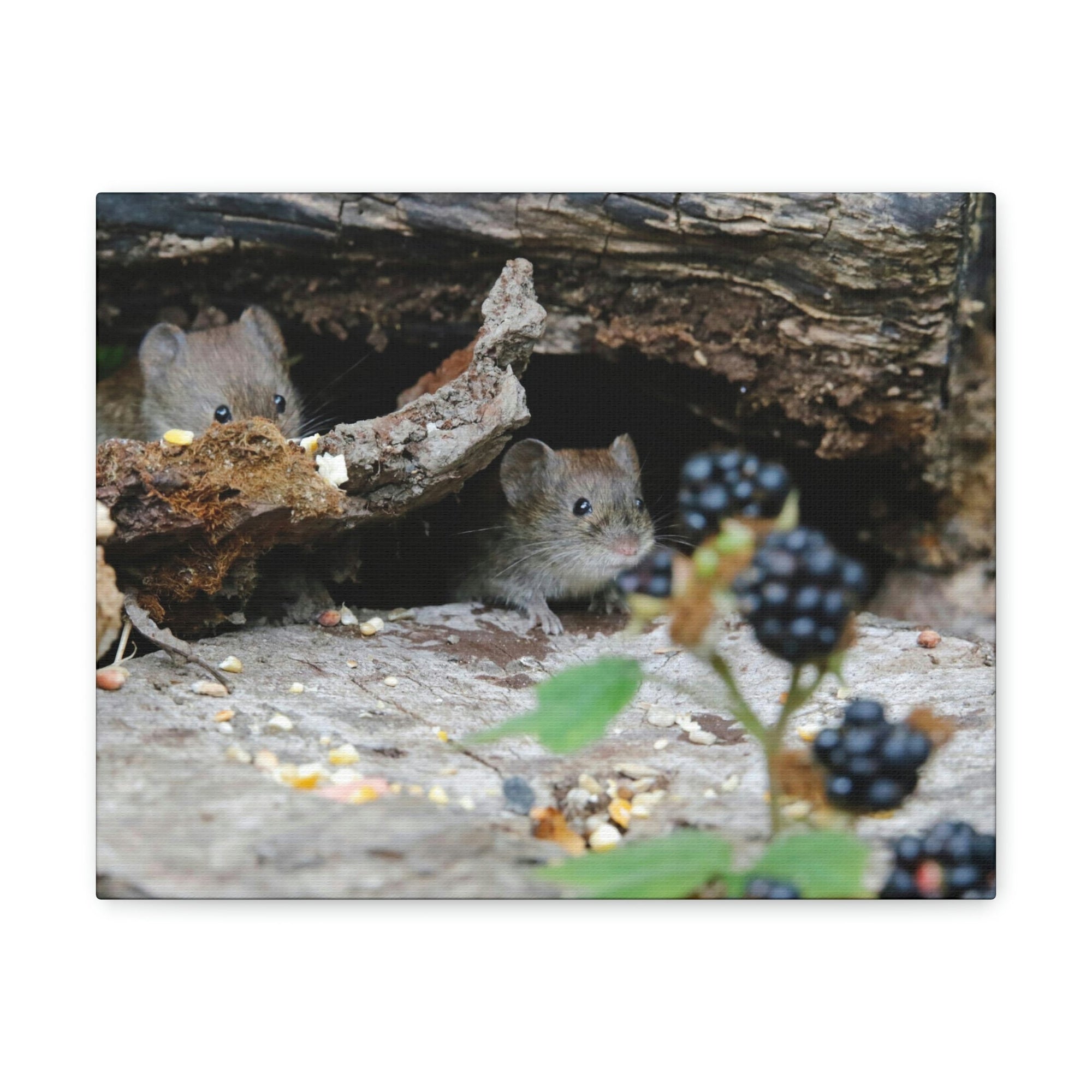 Funny Vole Silly Vole Scene Couple Wall Art Ready to Hang Unframed-Express Your Love Gifts