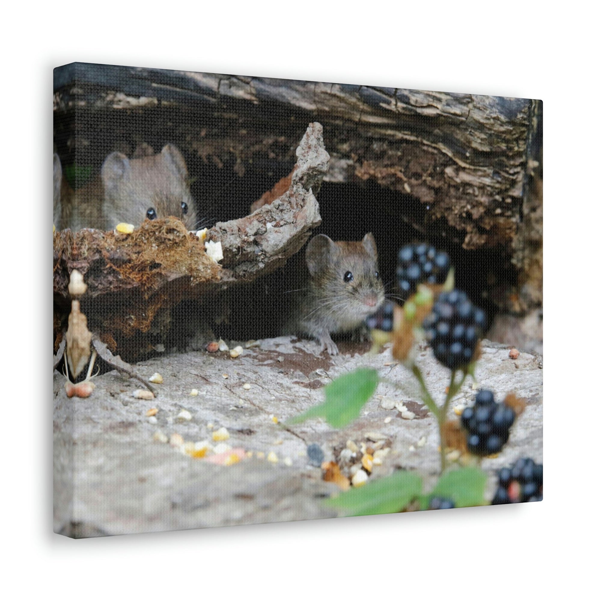 Funny Vole Silly Vole Scene Couple Wall Art Ready to Hang Unframed-Express Your Love Gifts