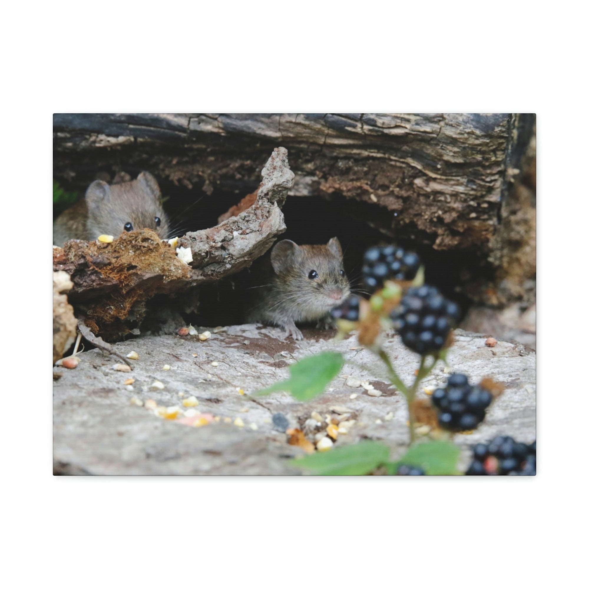 Funny Vole Silly Vole Scene Couple Wall Art Ready to Hang Unframed-Express Your Love Gifts