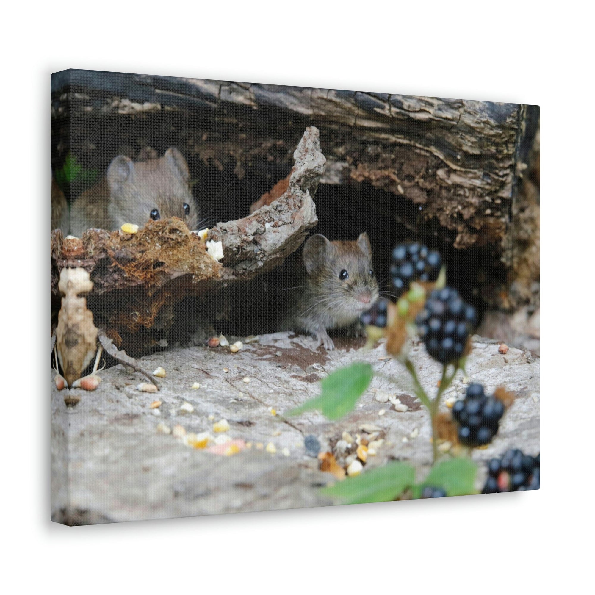 Funny Vole Silly Vole Scene Couple Wall Art Ready to Hang Unframed-Express Your Love Gifts