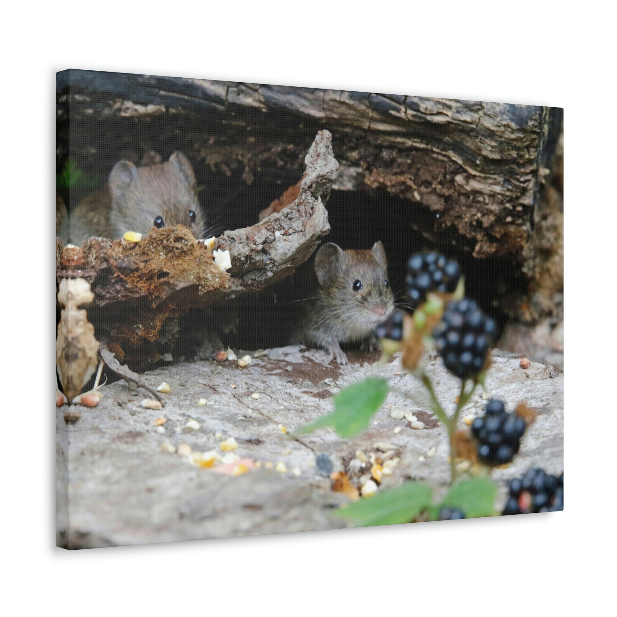 Funny Vole Silly Vole Scene Couple Wall Art Ready to Hang Unframed-Express Your Love Gifts