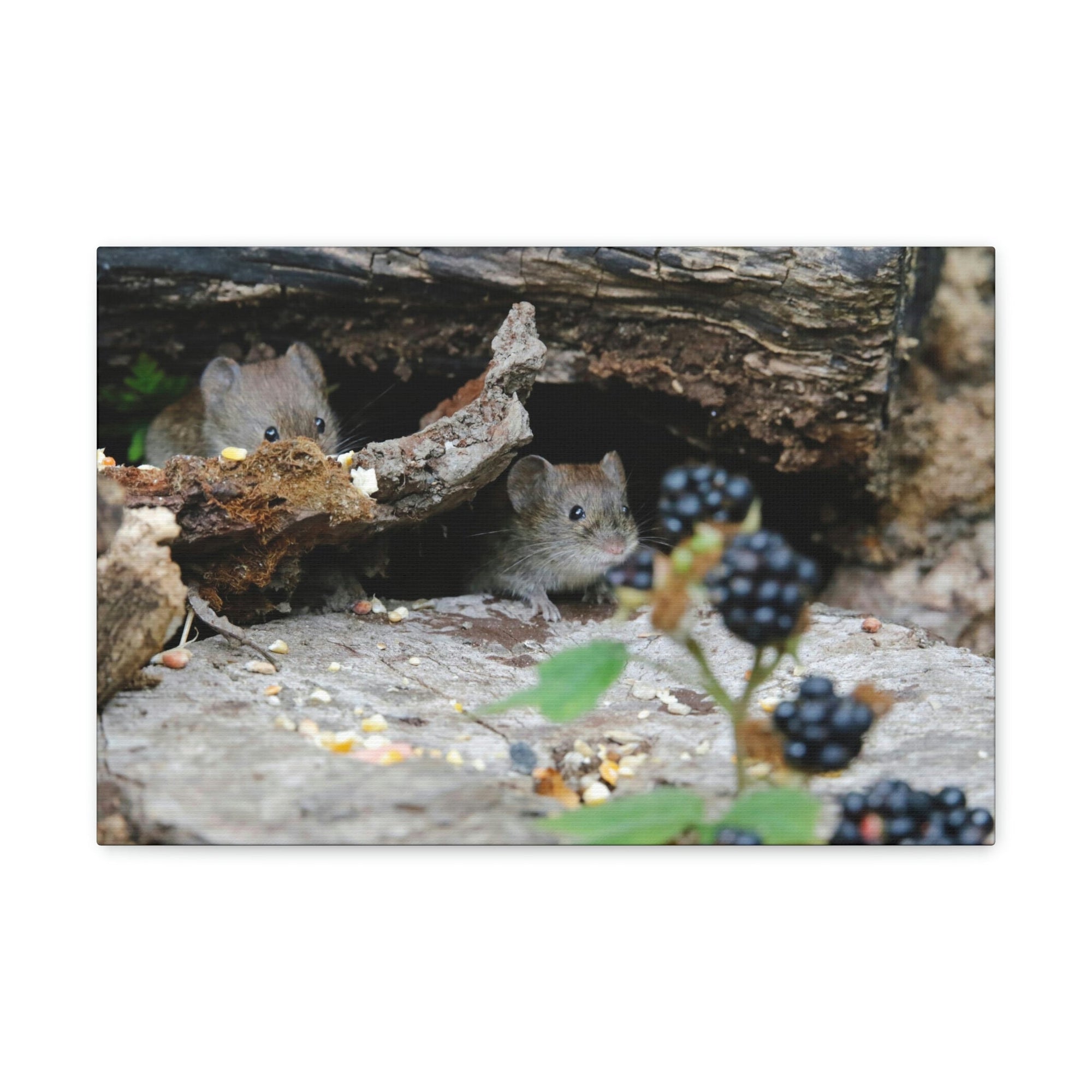 Funny Vole Silly Vole Scene Couple Wall Art Ready to Hang Unframed-Express Your Love Gifts