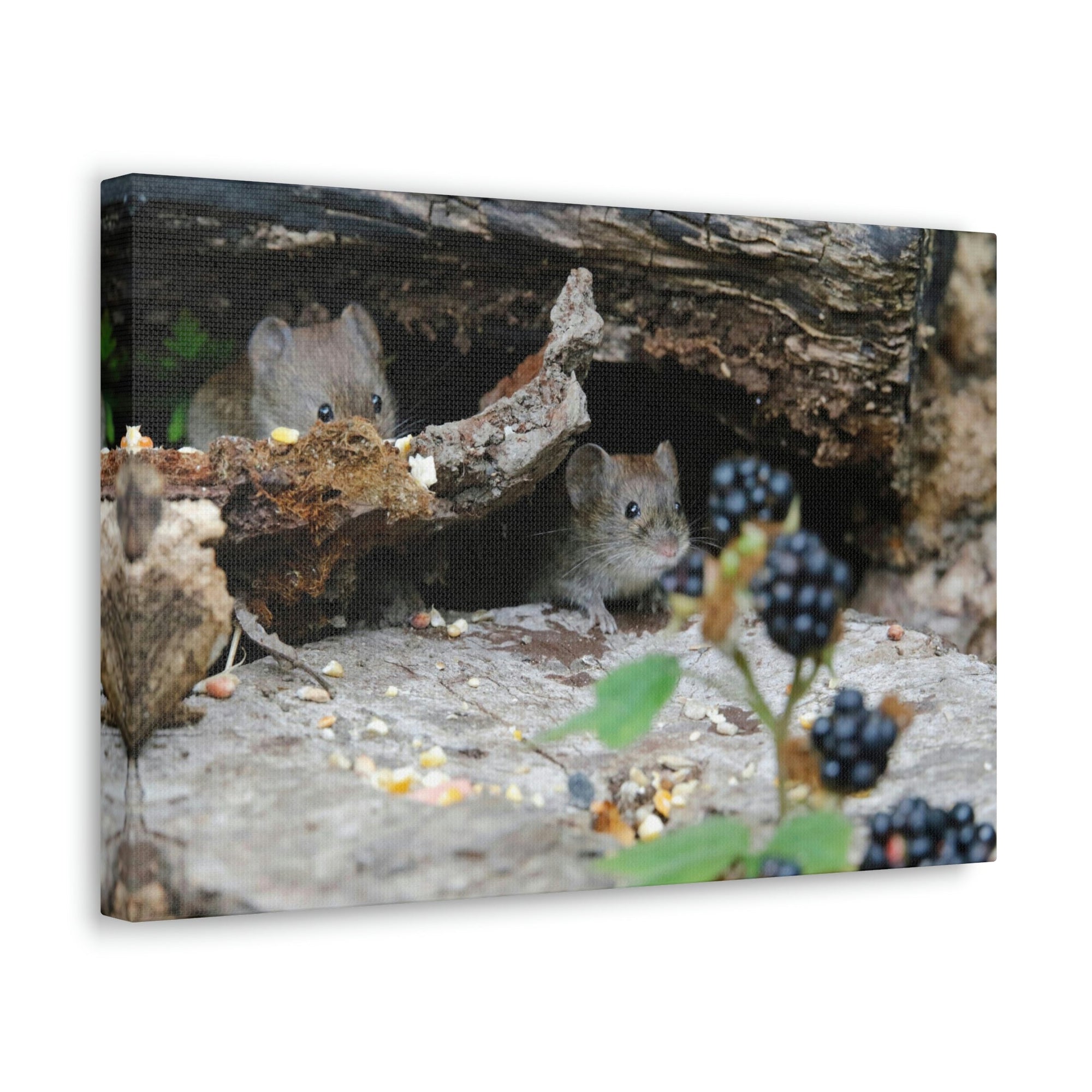 Funny Vole Silly Vole Scene Couple Wall Art Ready to Hang Unframed-Express Your Love Gifts