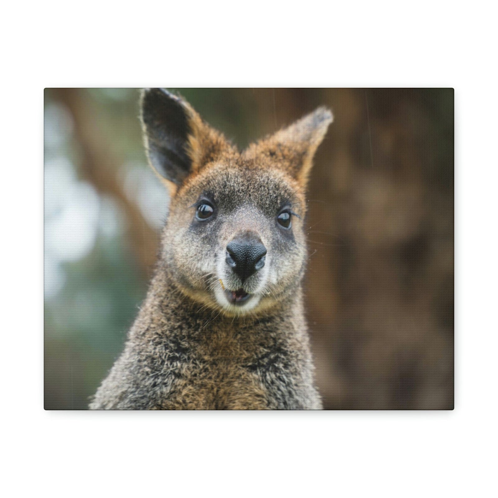 Funny Wallaby Silly Wallaby Scene Outside Wall Art Ready to Hang Unframed-Express Your Love Gifts