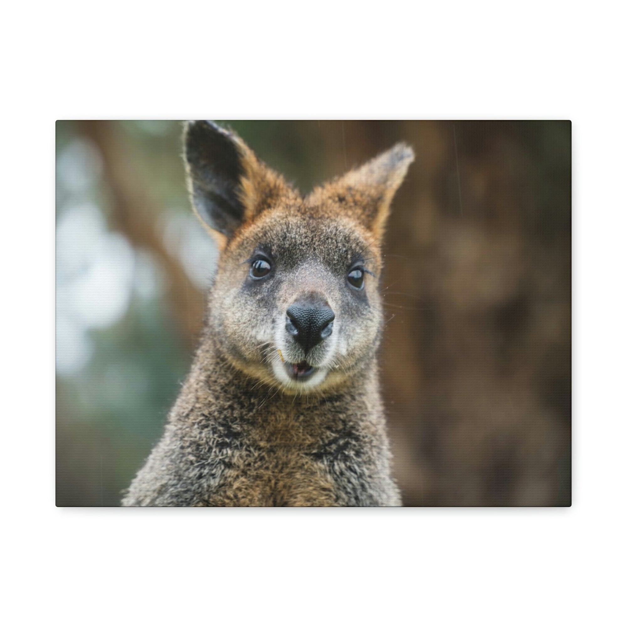 Funny Wallaby Silly Wallaby Scene Outside Wall Art Ready to Hang Unframed-Express Your Love Gifts