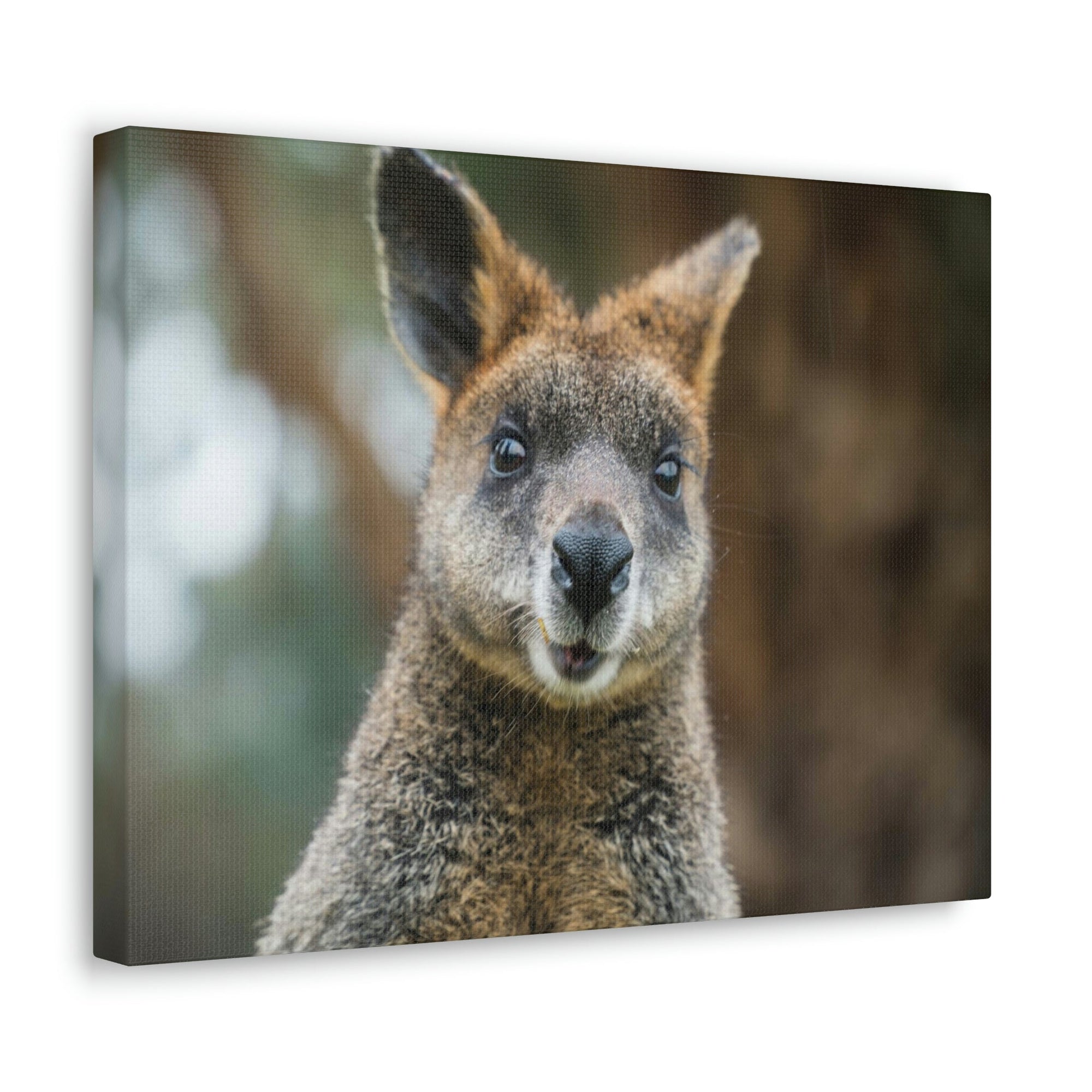 Funny Wallaby Silly Wallaby Scene Outside Wall Art Ready to Hang Unframed-Express Your Love Gifts