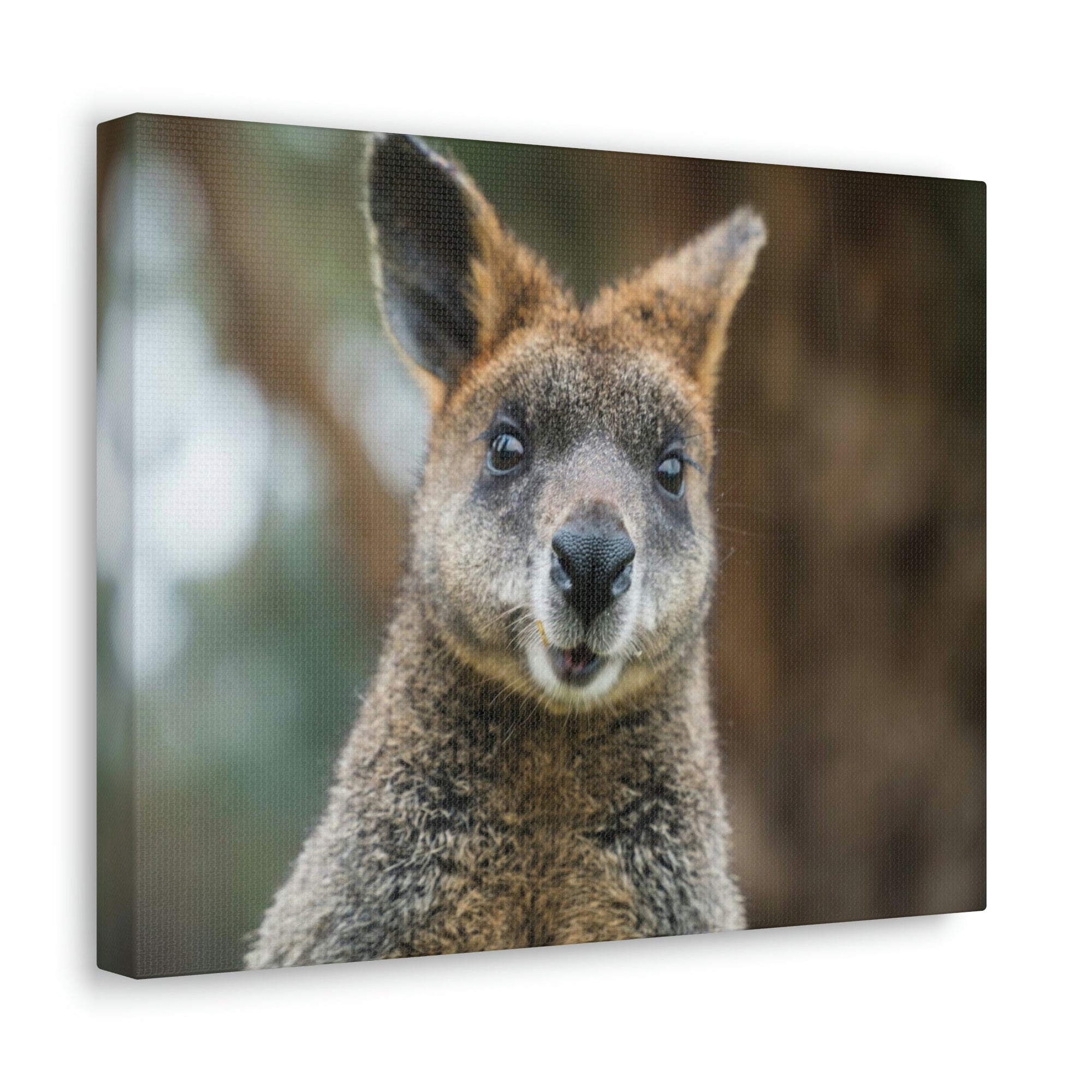 Funny Wallaby Silly Wallaby Scene Outside Wall Art Ready to Hang Unframed-Express Your Love Gifts