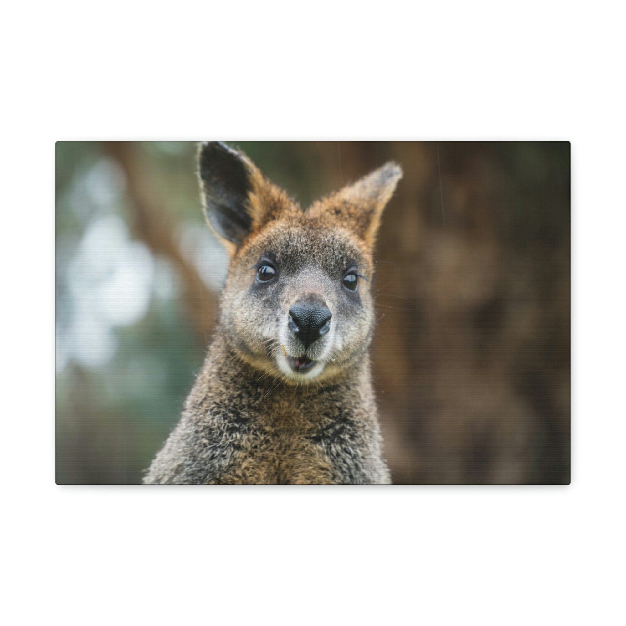 Funny Wallaby Silly Wallaby Scene Outside Wall Art Ready to Hang Unframed-Express Your Love Gifts