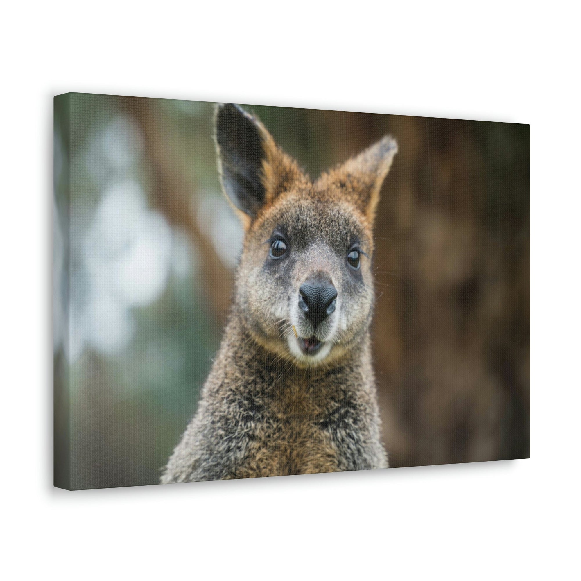 Funny Wallaby Silly Wallaby Scene Outside Wall Art Ready to Hang Unframed-Express Your Love Gifts