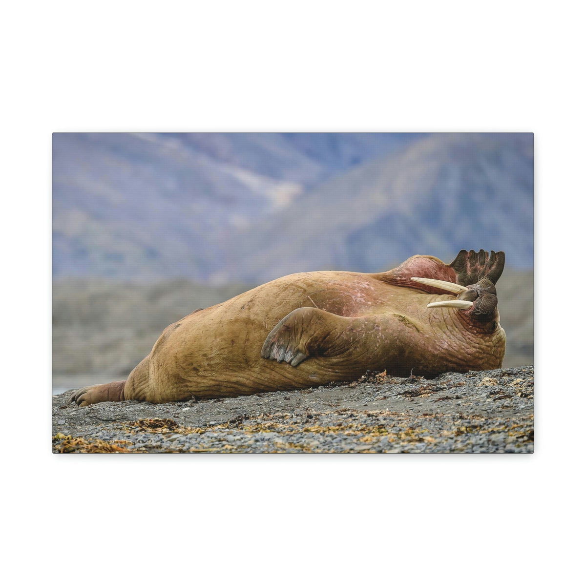 Funny Walrus Sill Walrus Outside Wall Art Ready To Hang Unframed-Express Your Love Gifts