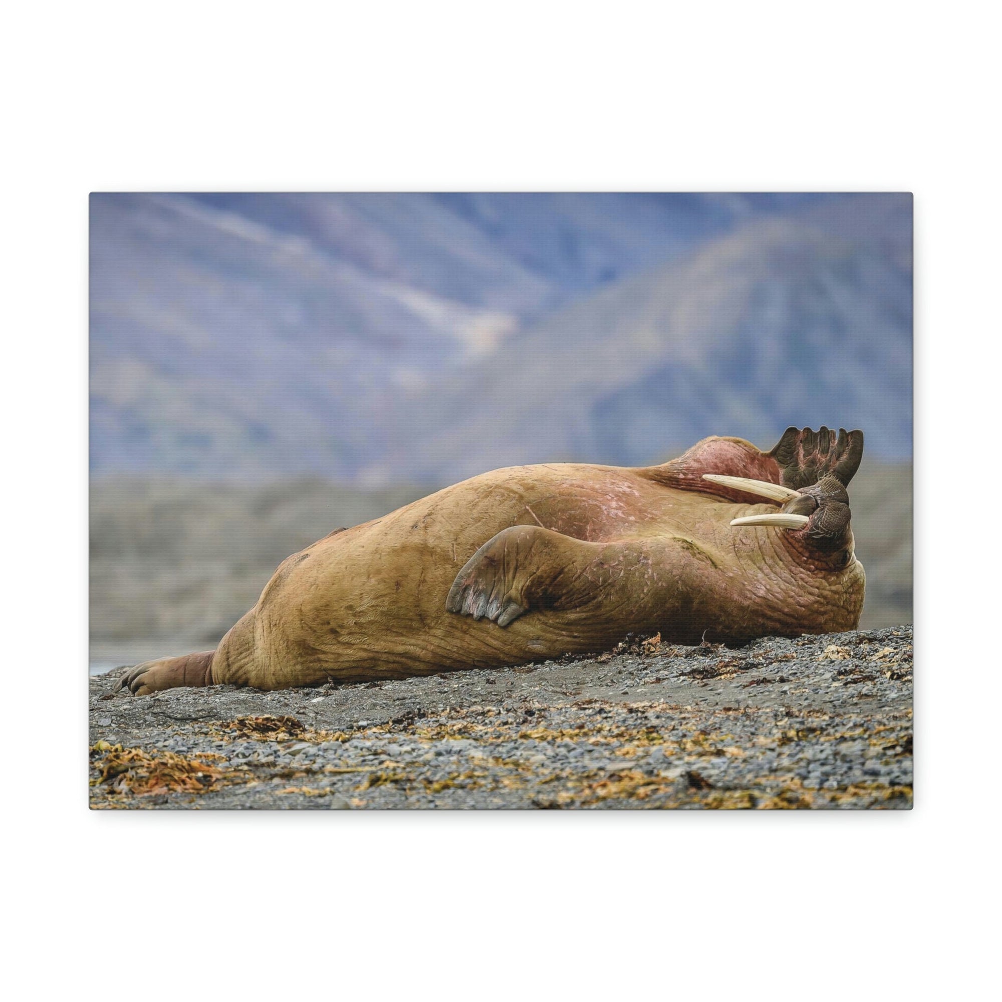 Funny Walrus Sill Walrus Outside Wall Art Ready To Hang Unframed-Express Your Love Gifts