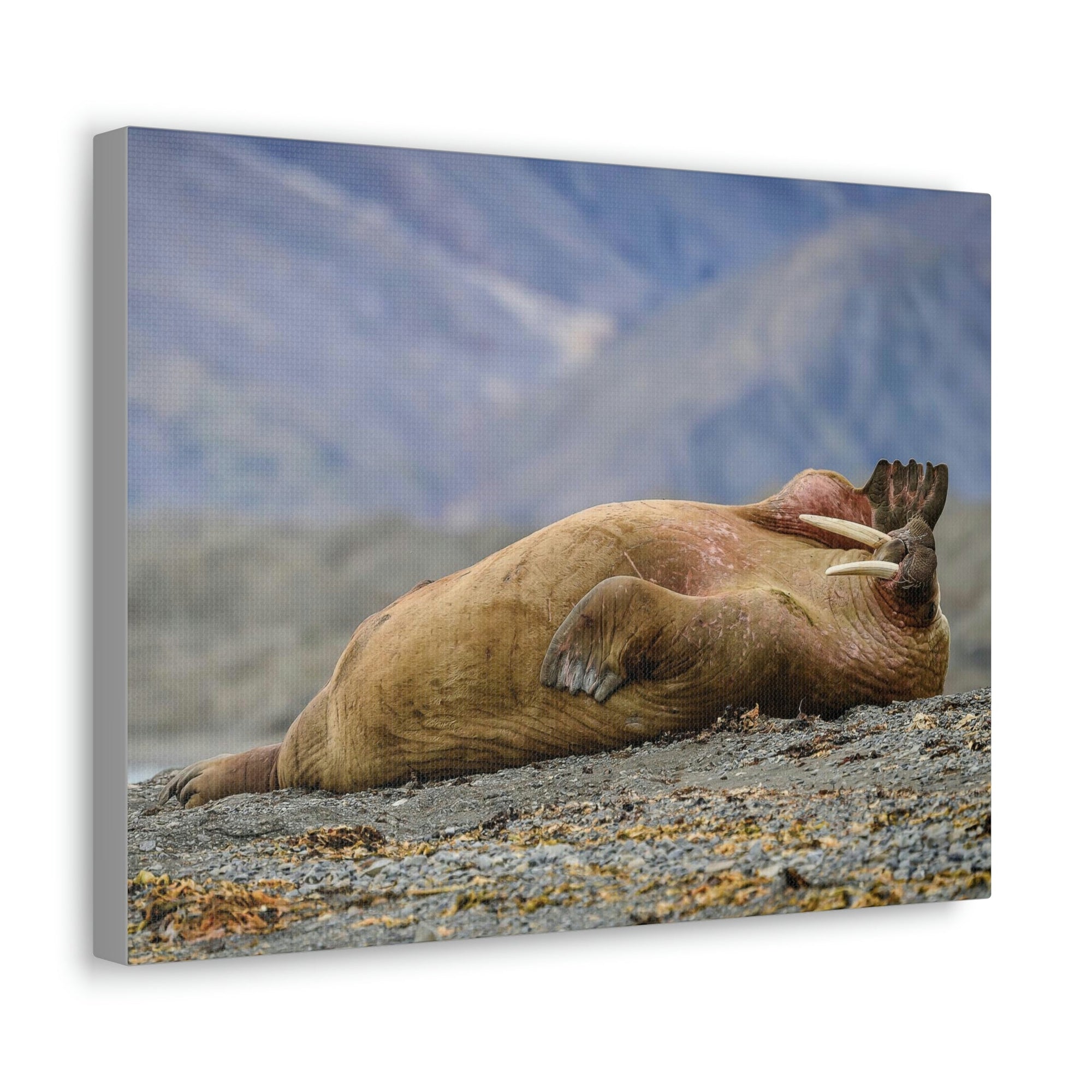 Funny Walrus Sill Walrus Outside Wall Art Ready To Hang Unframed-Express Your Love Gifts