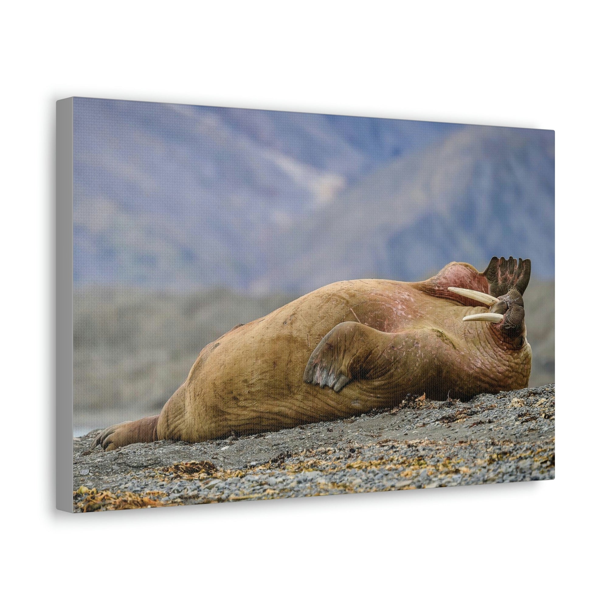 Funny Walrus Sill Walrus Outside Wall Art Ready To Hang Unframed-Express Your Love Gifts