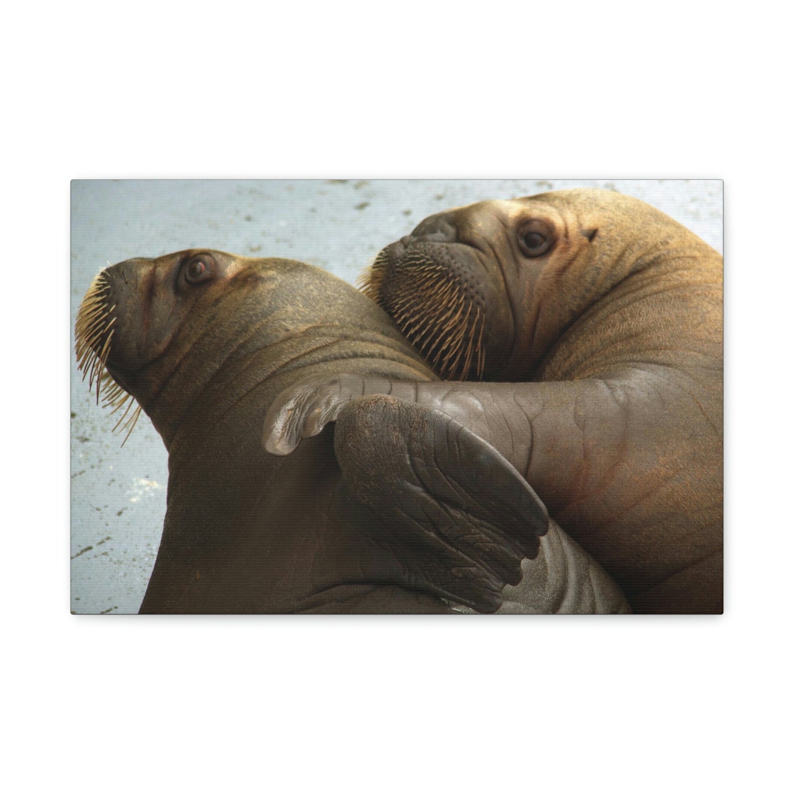 Funny Walrus Silly Walrus Couple Wall Art Ready To Hang Unframed-Express Your Love Gifts