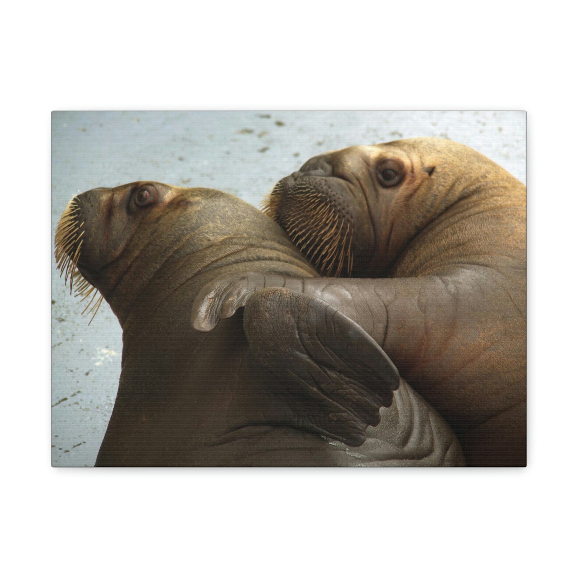 Funny Walrus Silly Walrus Couple Wall Art Ready To Hang Unframed-Express Your Love Gifts