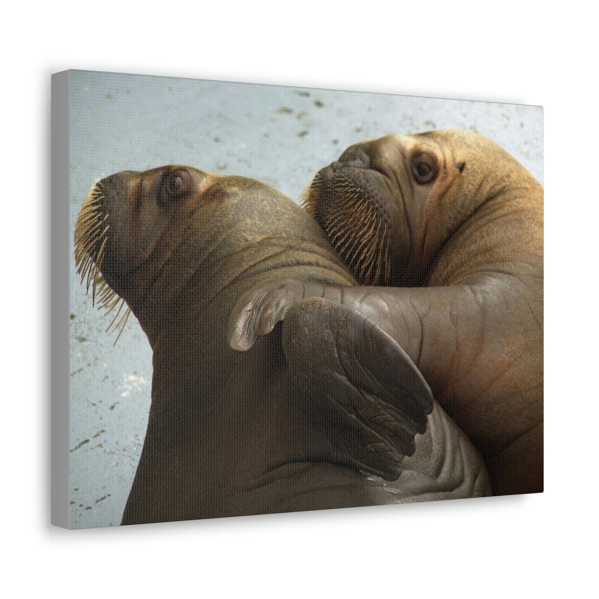 Funny Walrus Silly Walrus Couple Wall Art Ready To Hang Unframed-Express Your Love Gifts