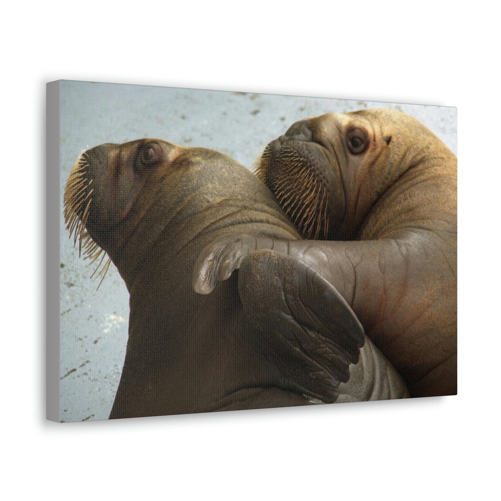 Funny Walrus Silly Walrus Couple Wall Art Ready To Hang Unframed-Express Your Love Gifts