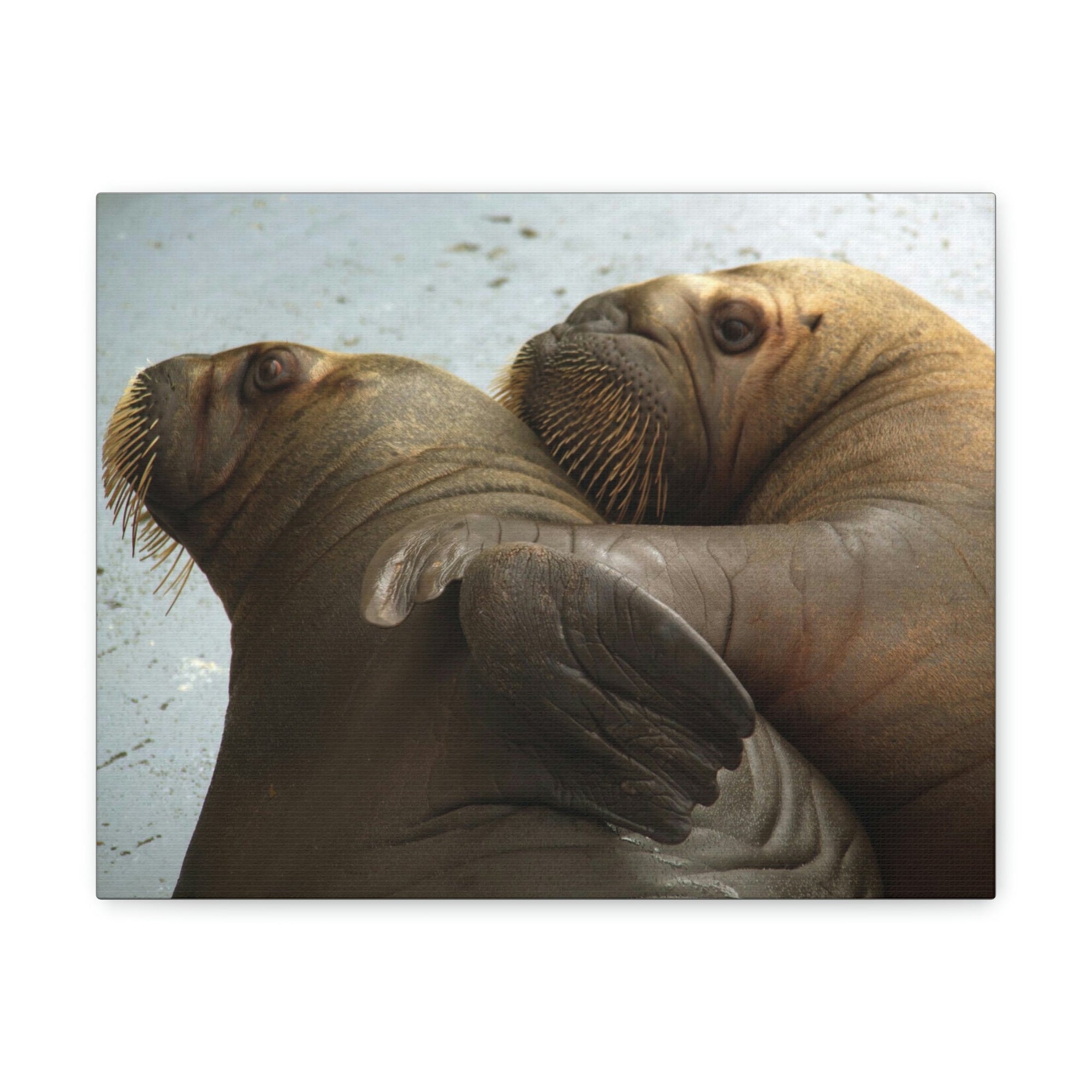 Funny Walrus Silly Walrus Couple Wall Art Ready To Hang Unframed-Express Your Love Gifts