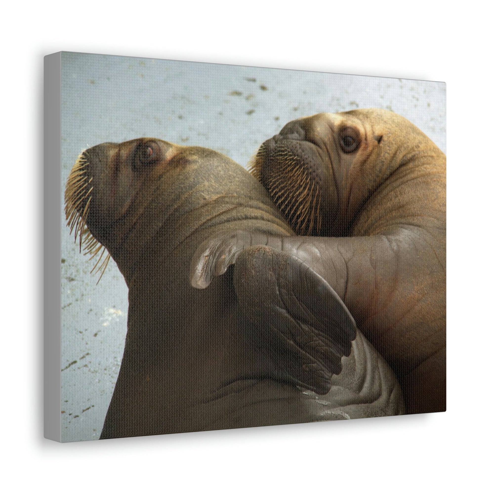 Funny Walrus Silly Walrus Couple Wall Art Ready To Hang Unframed-Express Your Love Gifts