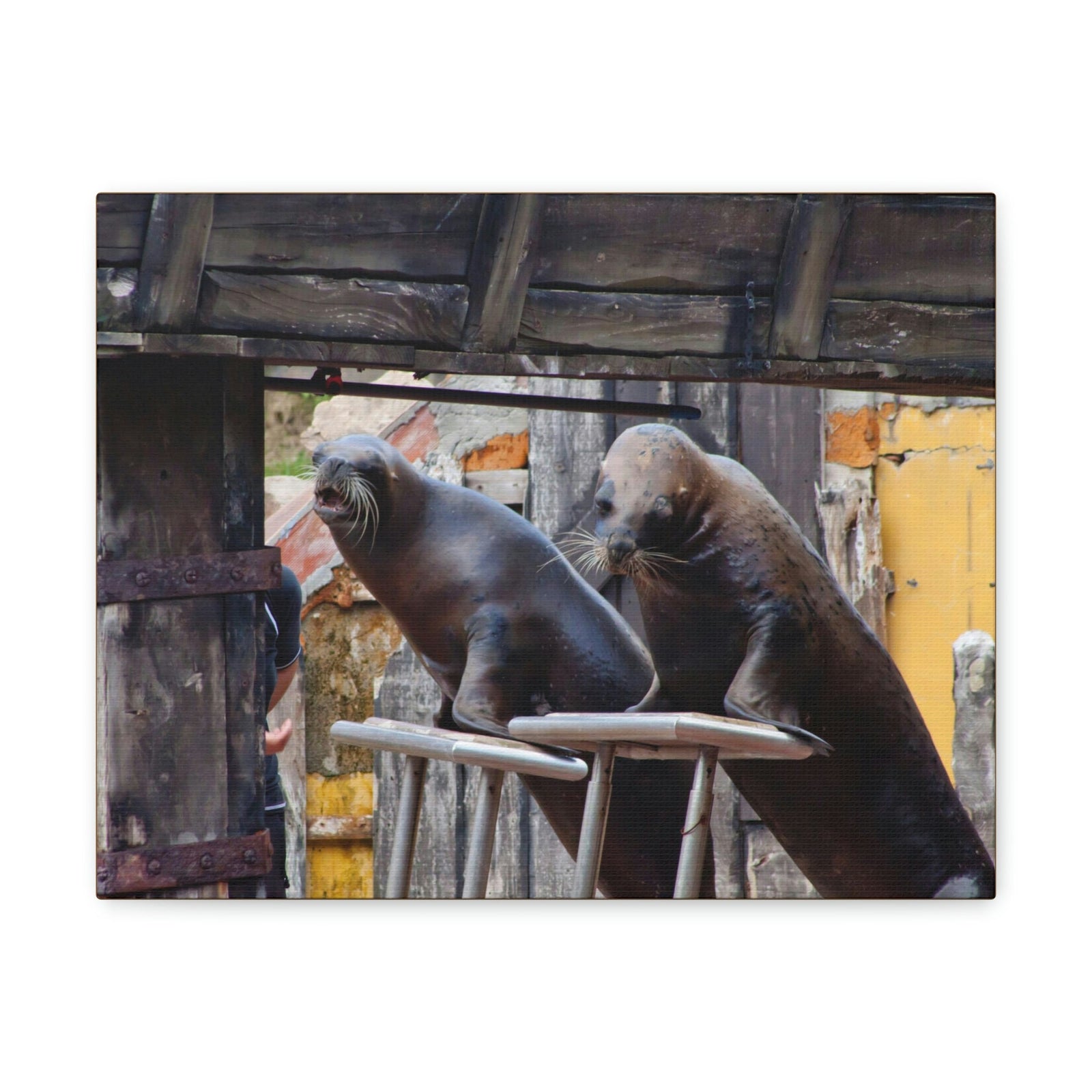 Funny Walrus Silly Walrus Inside Wall Art Ready to Hang Unframed-Express Your Love Gifts