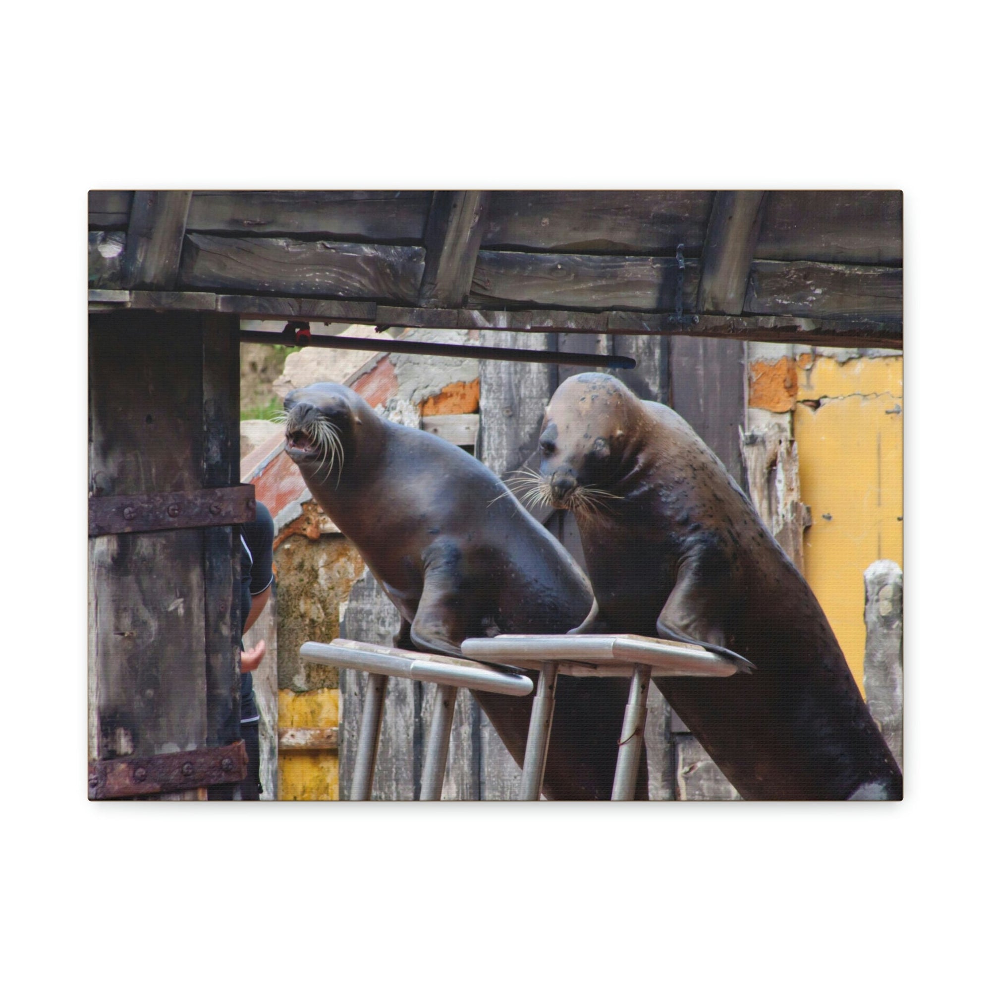 Funny Walrus Silly Walrus Inside Wall Art Ready to Hang Unframed-Express Your Love Gifts