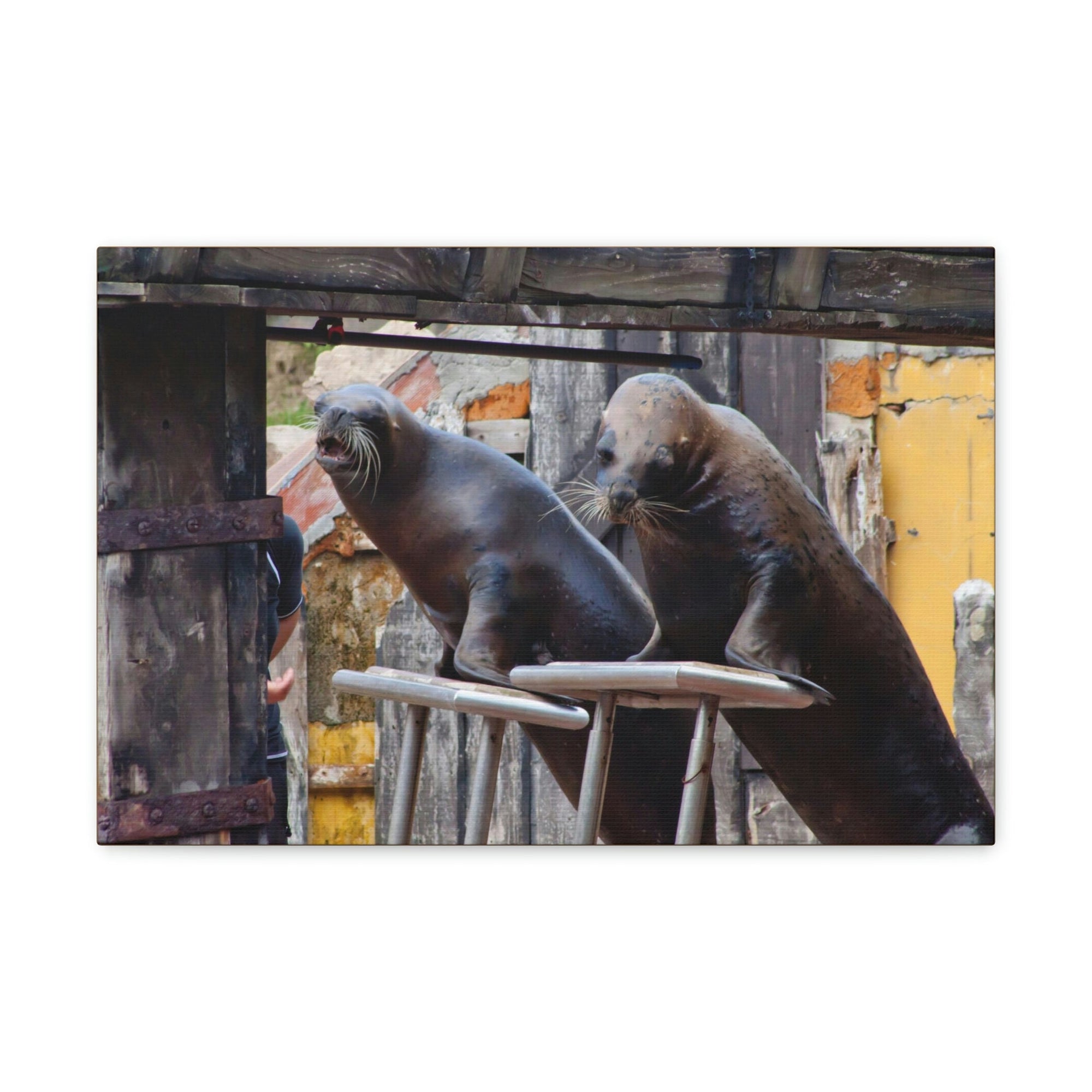 Funny Walrus Silly Walrus Inside Wall Art Ready to Hang Unframed-Express Your Love Gifts