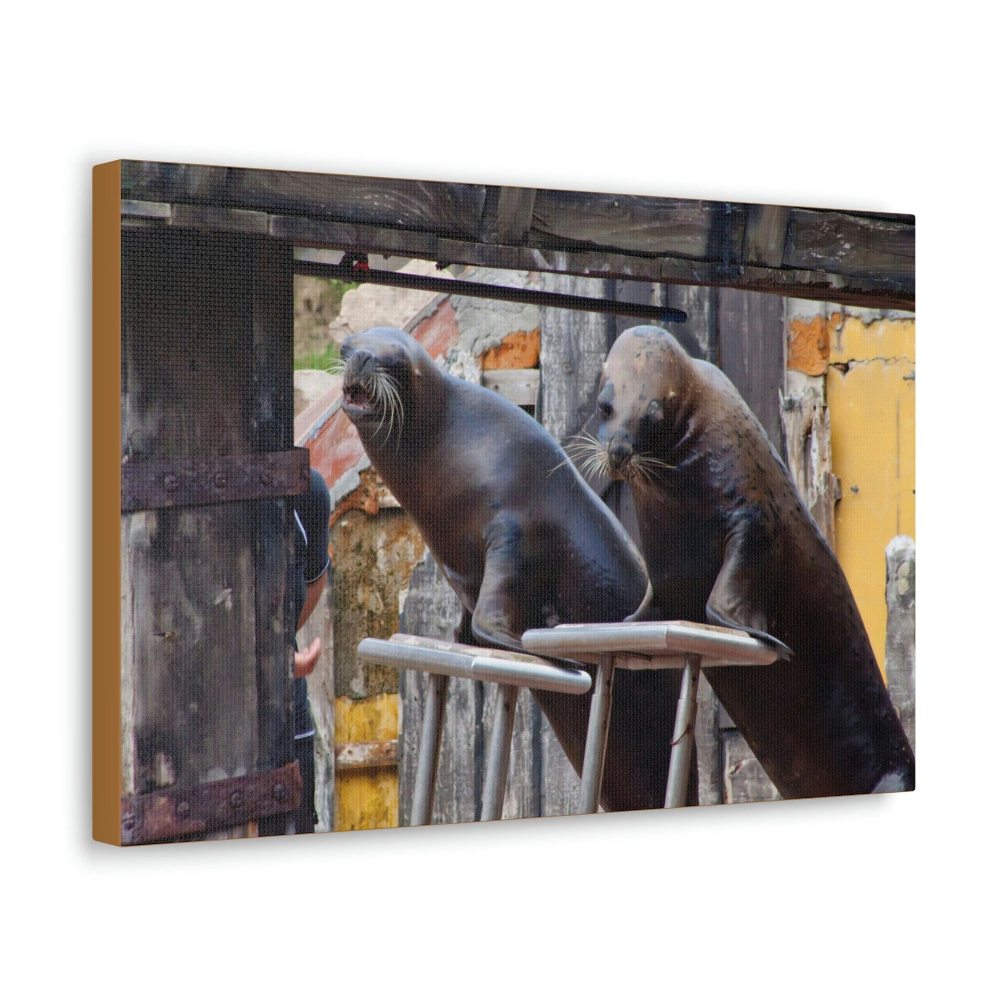 Funny Walrus Silly Walrus Inside Wall Art Ready to Hang Unframed-Express Your Love Gifts