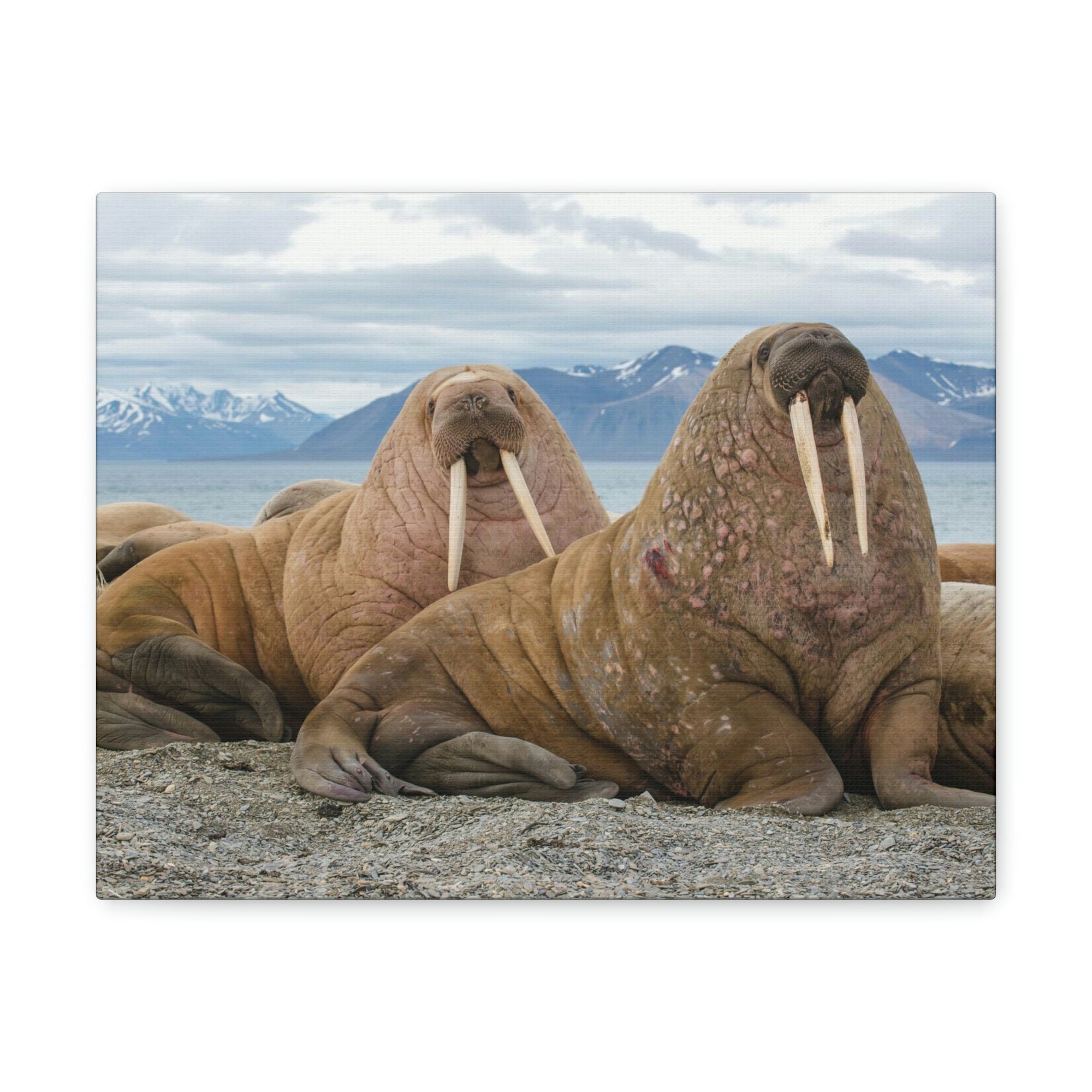 Funny Walrus Silly Walrus Scene Couple Wall Art Ready to Hang Unframed-Express Your Love Gifts