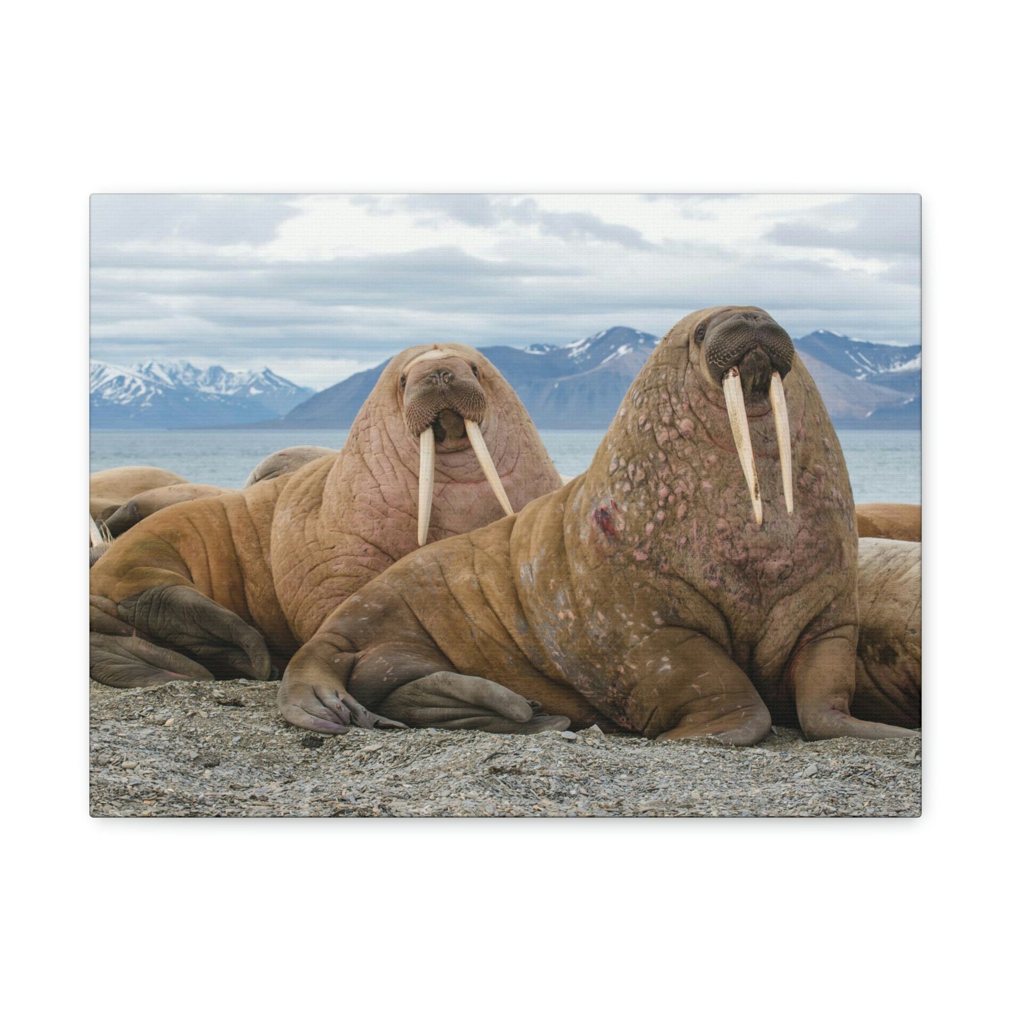 Funny Walrus Silly Walrus Scene Couple Wall Art Ready to Hang Unframed-Express Your Love Gifts