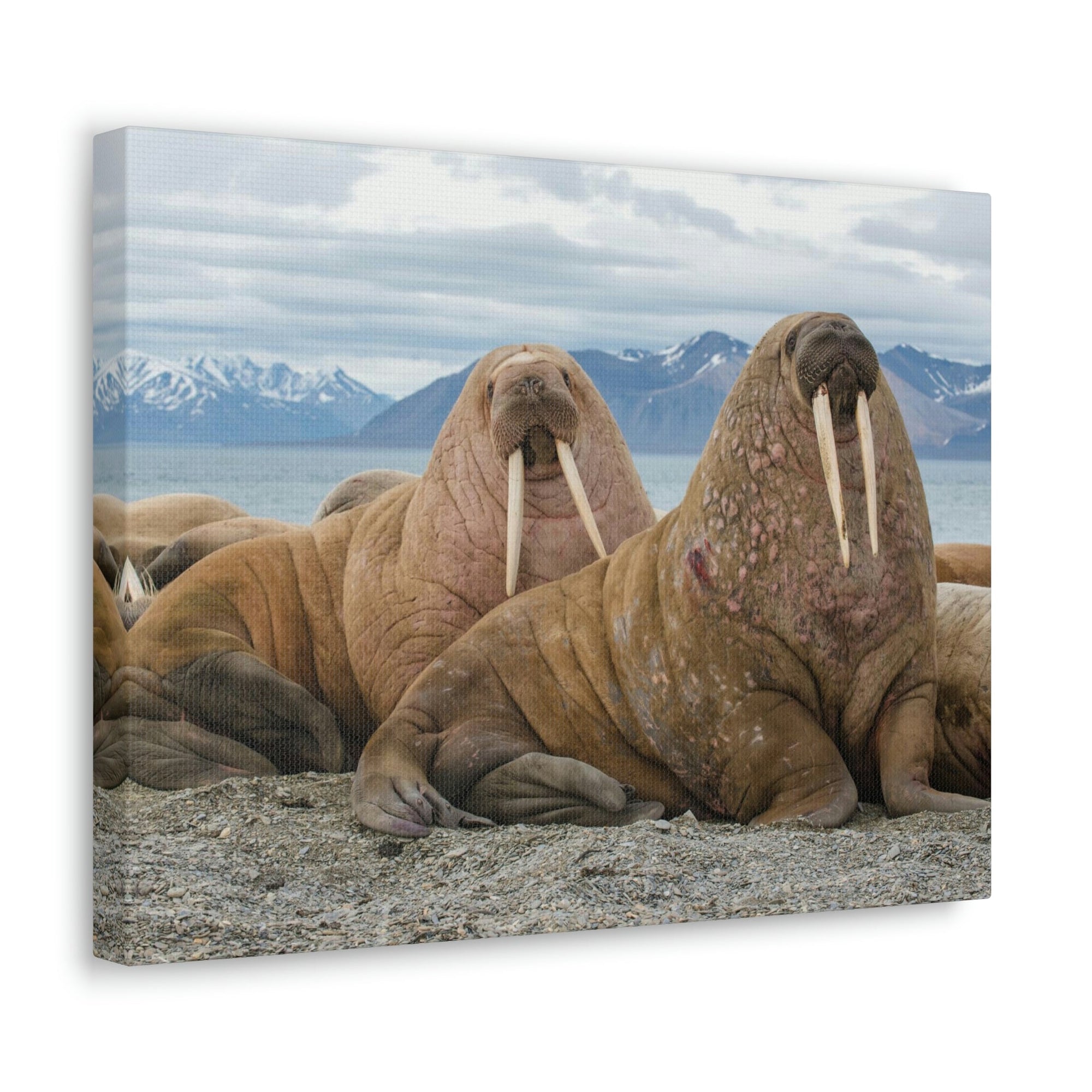 Funny Walrus Silly Walrus Scene Couple Wall Art Ready to Hang Unframed-Express Your Love Gifts