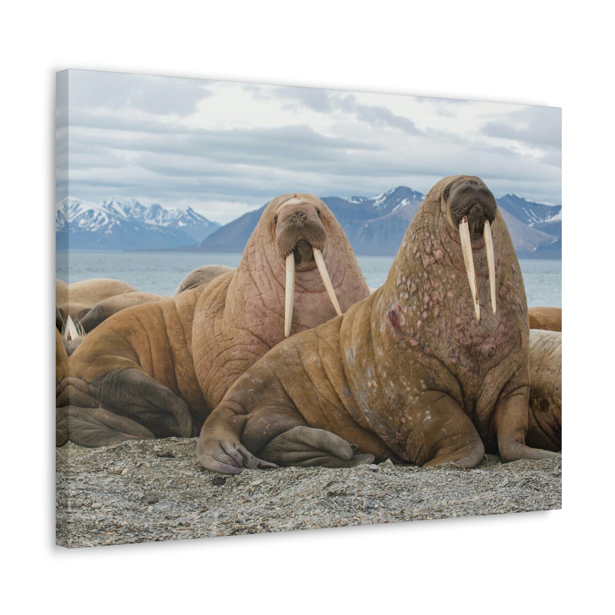 Funny Walrus Silly Walrus Scene Couple Wall Art Ready to Hang Unframed-Express Your Love Gifts