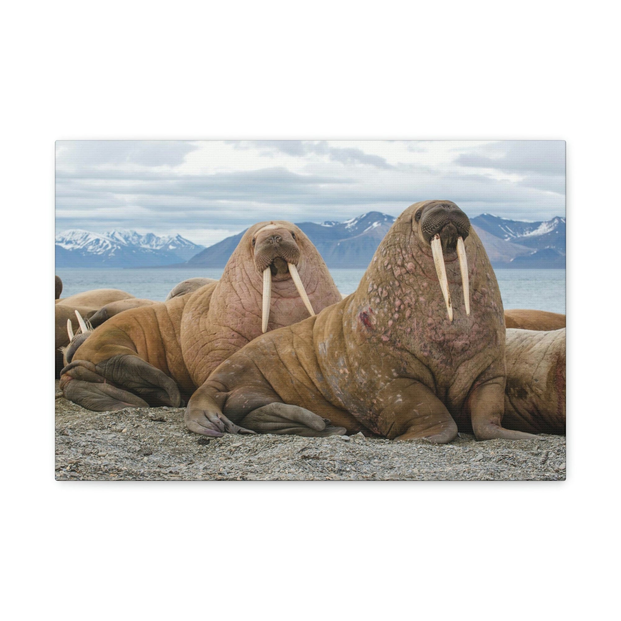 Funny Walrus Silly Walrus Scene Couple Wall Art Ready to Hang Unframed-Express Your Love Gifts