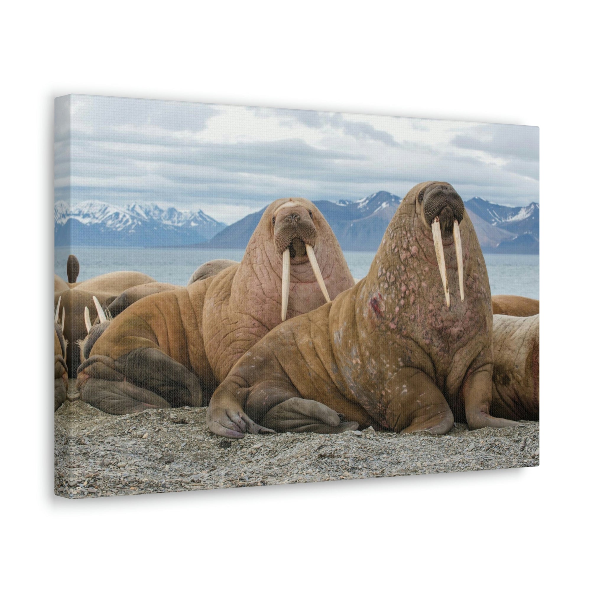 Funny Walrus Silly Walrus Scene Couple Wall Art Ready to Hang Unframed-Express Your Love Gifts