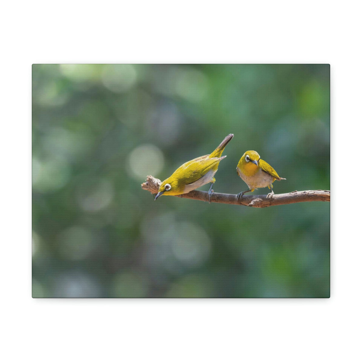 Funny Warbler Silly Warbler Scene Couple Wall Art Ready to Hang Unframed-Express Your Love Gifts