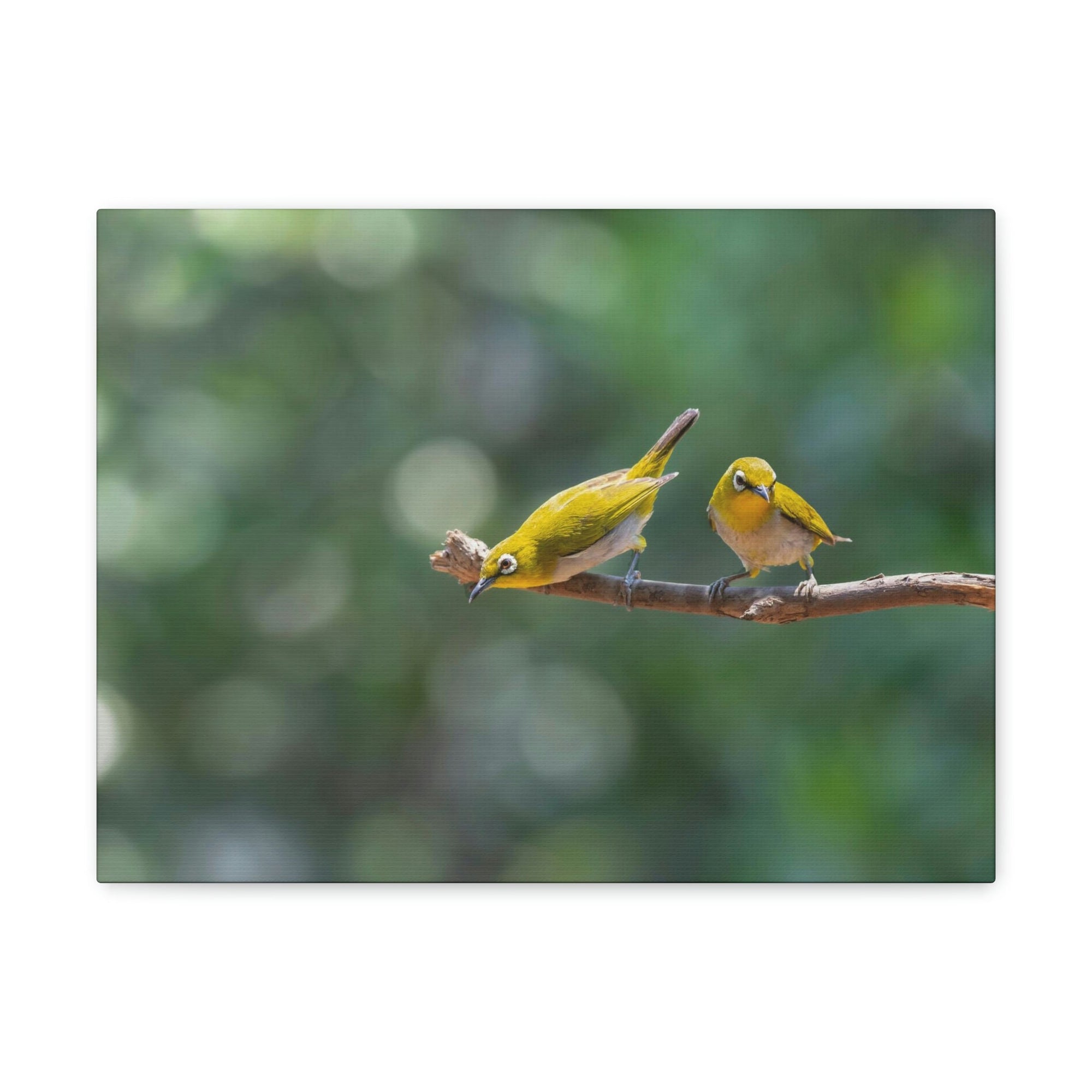 Funny Warbler Silly Warbler Scene Couple Wall Art Ready to Hang Unframed-Express Your Love Gifts