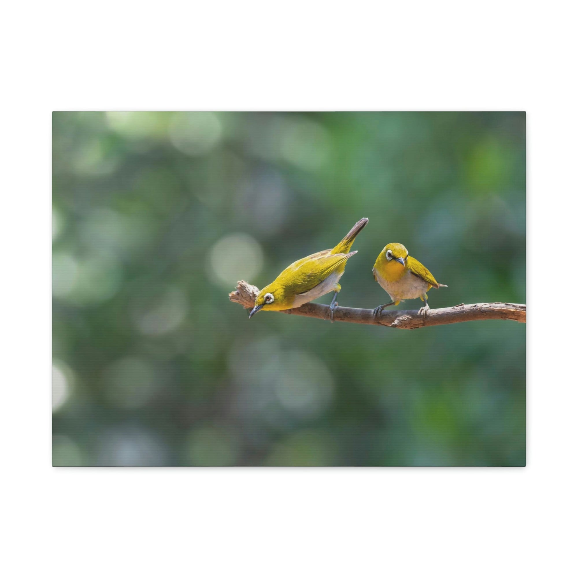 Funny Warbler Silly Warbler Scene Couple Wall Art Ready to Hang Unframed-Express Your Love Gifts