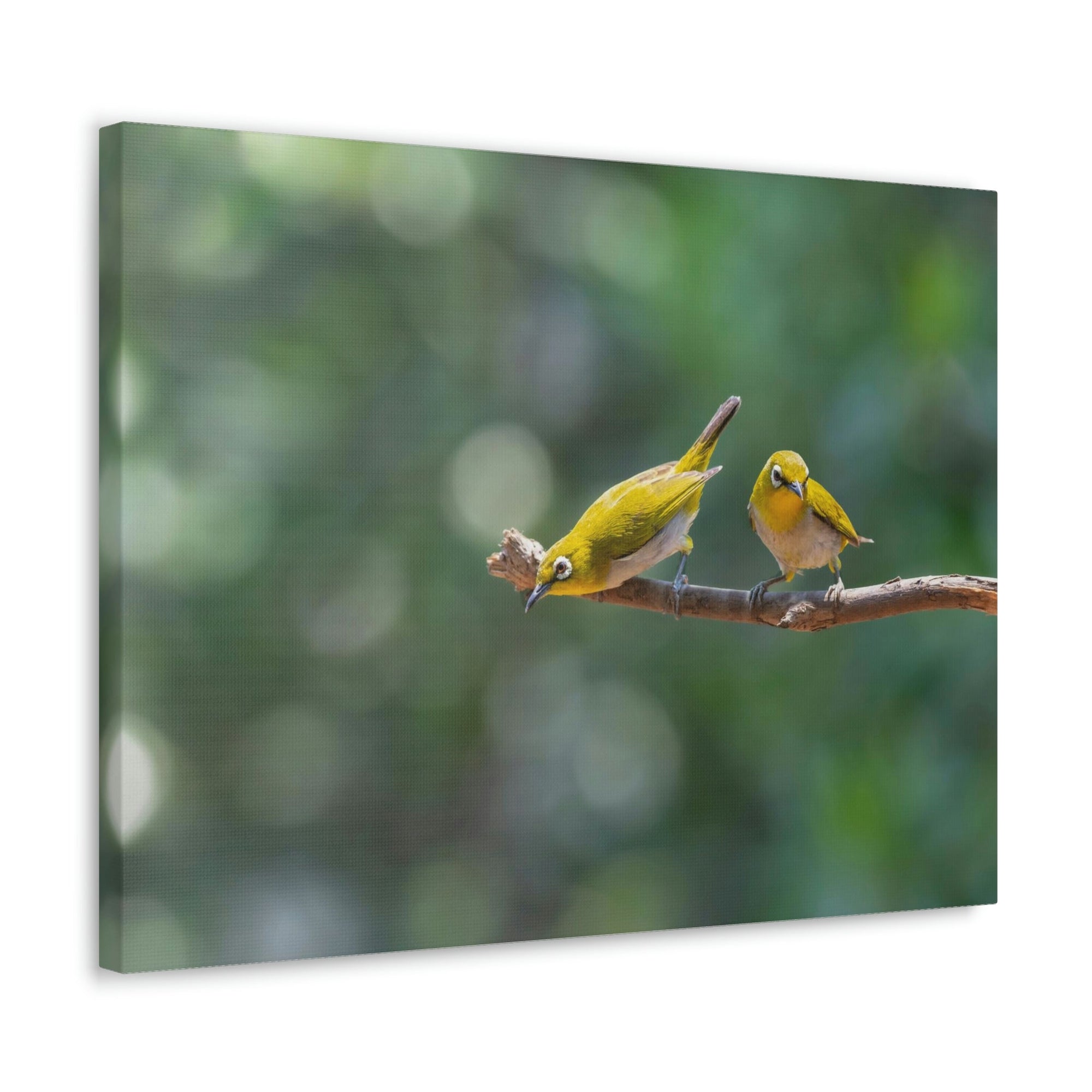 Funny Warbler Silly Warbler Scene Couple Wall Art Ready to Hang Unframed-Express Your Love Gifts