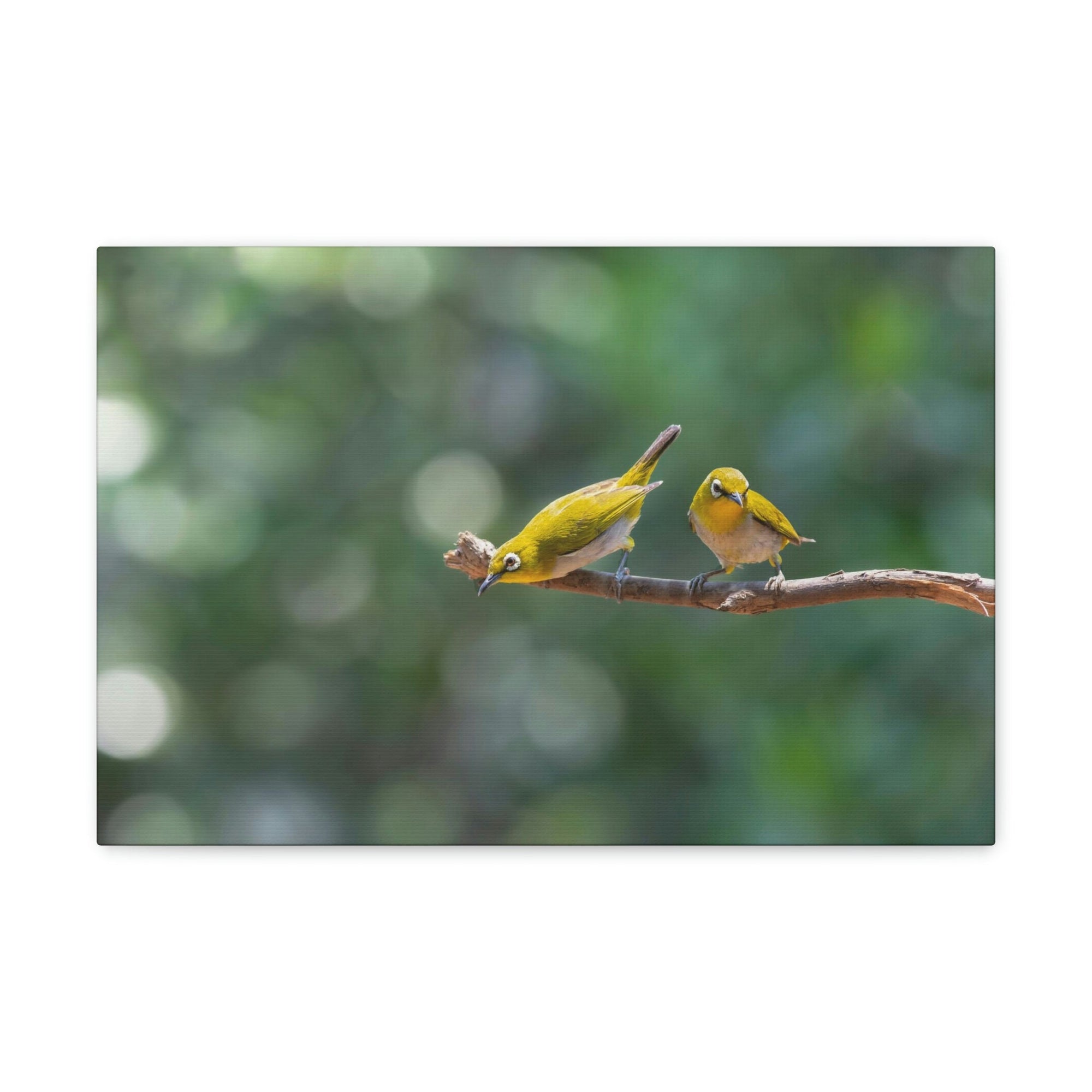 Funny Warbler Silly Warbler Scene Couple Wall Art Ready to Hang Unframed-Express Your Love Gifts