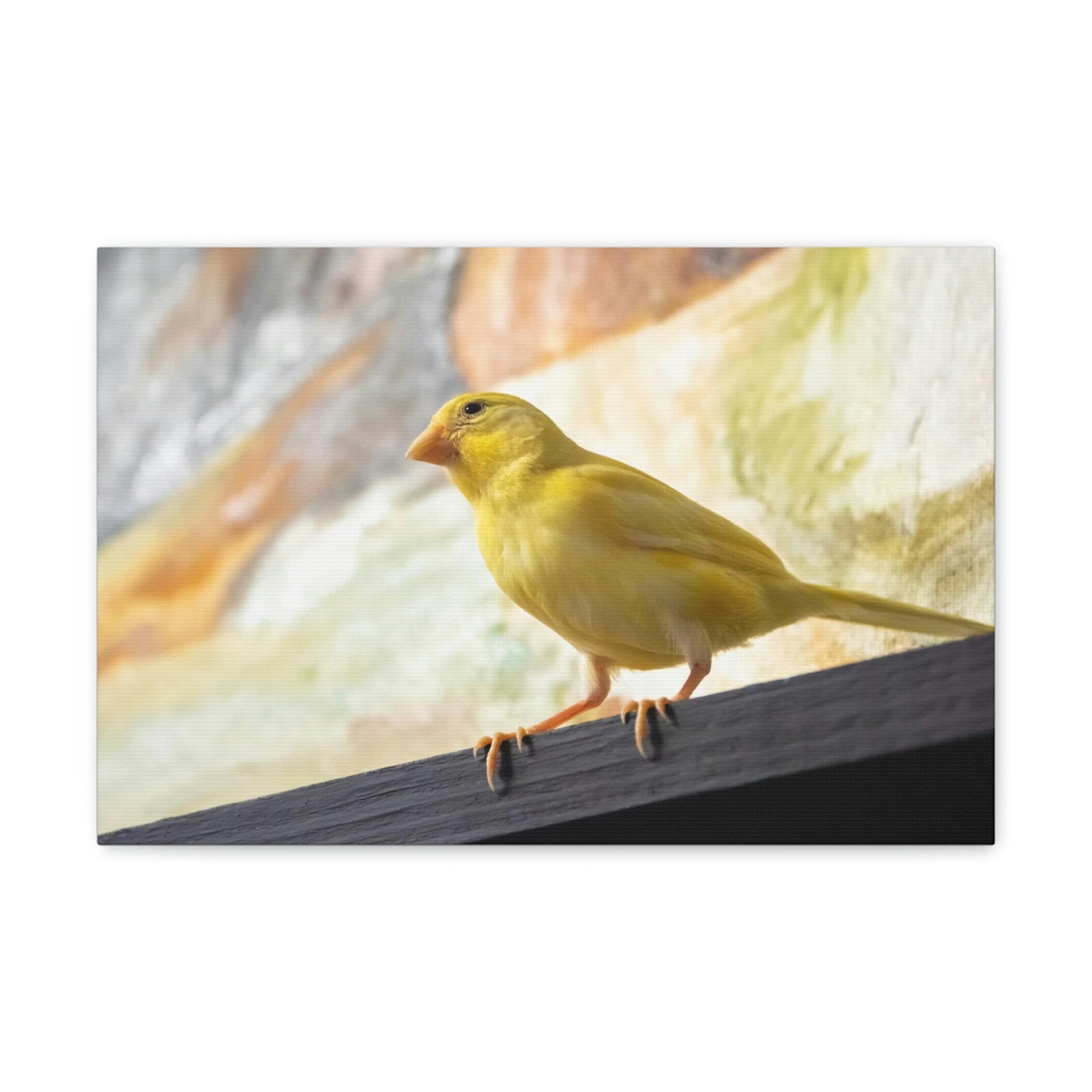 Funny Warbler Silly Warbler Scene Inside Wall Art Ready to Hang Unframed-Express Your Love Gifts