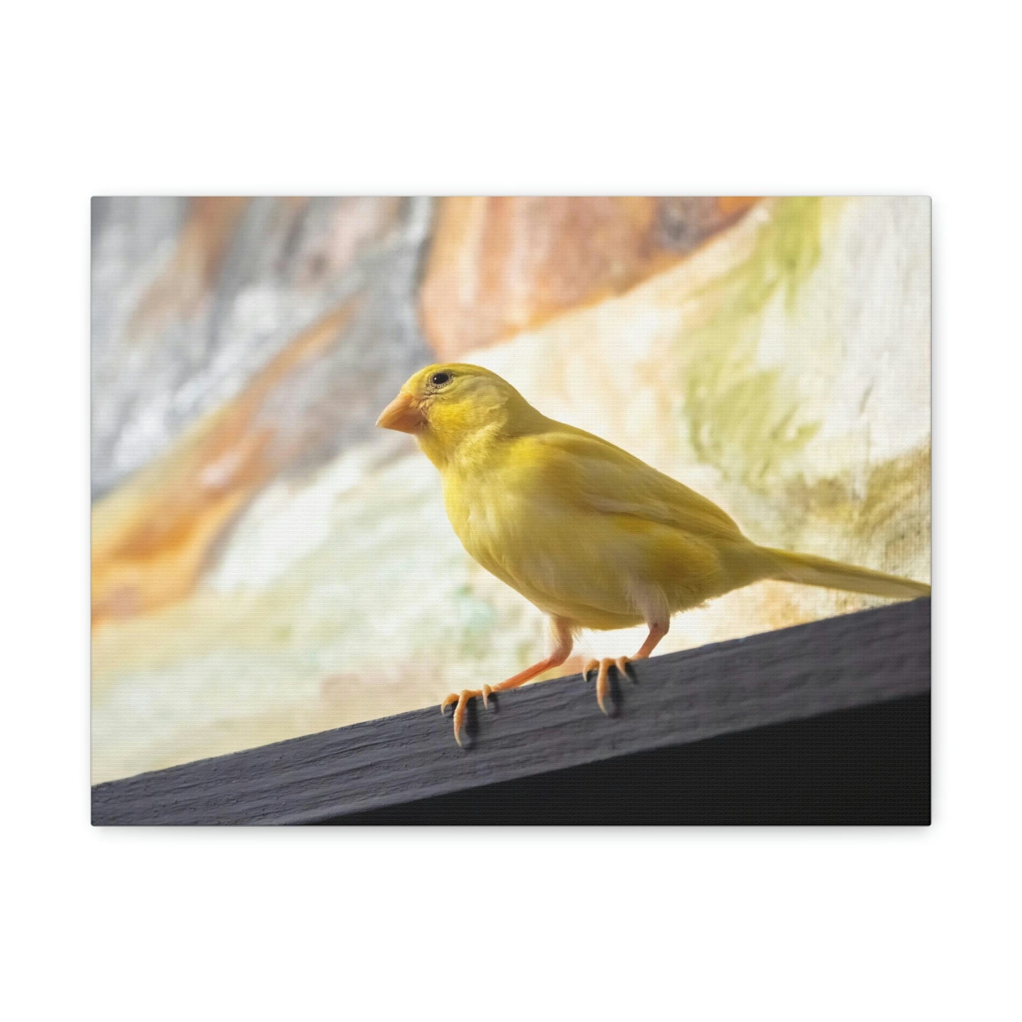 Funny Warbler Silly Warbler Scene Inside Wall Art Ready to Hang Unframed-Express Your Love Gifts