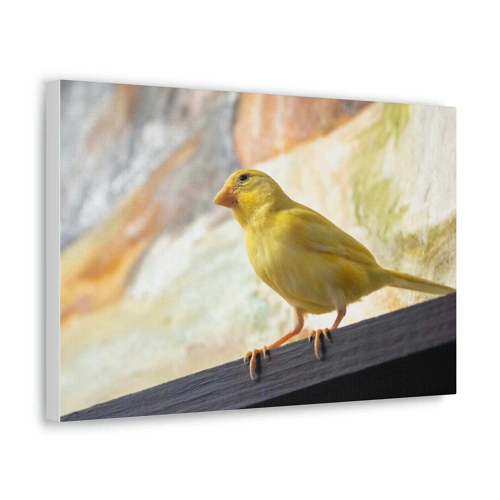 Funny Warbler Silly Warbler Scene Inside Wall Art Ready to Hang Unframed-Express Your Love Gifts