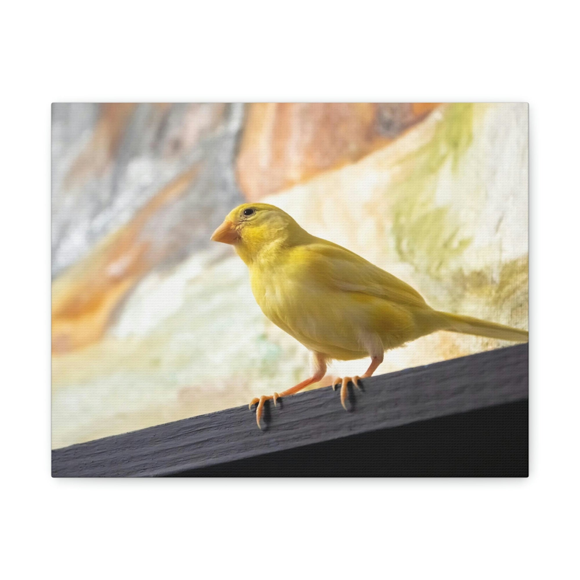 Funny Warbler Silly Warbler Scene Inside Wall Art Ready to Hang Unframed-Express Your Love Gifts