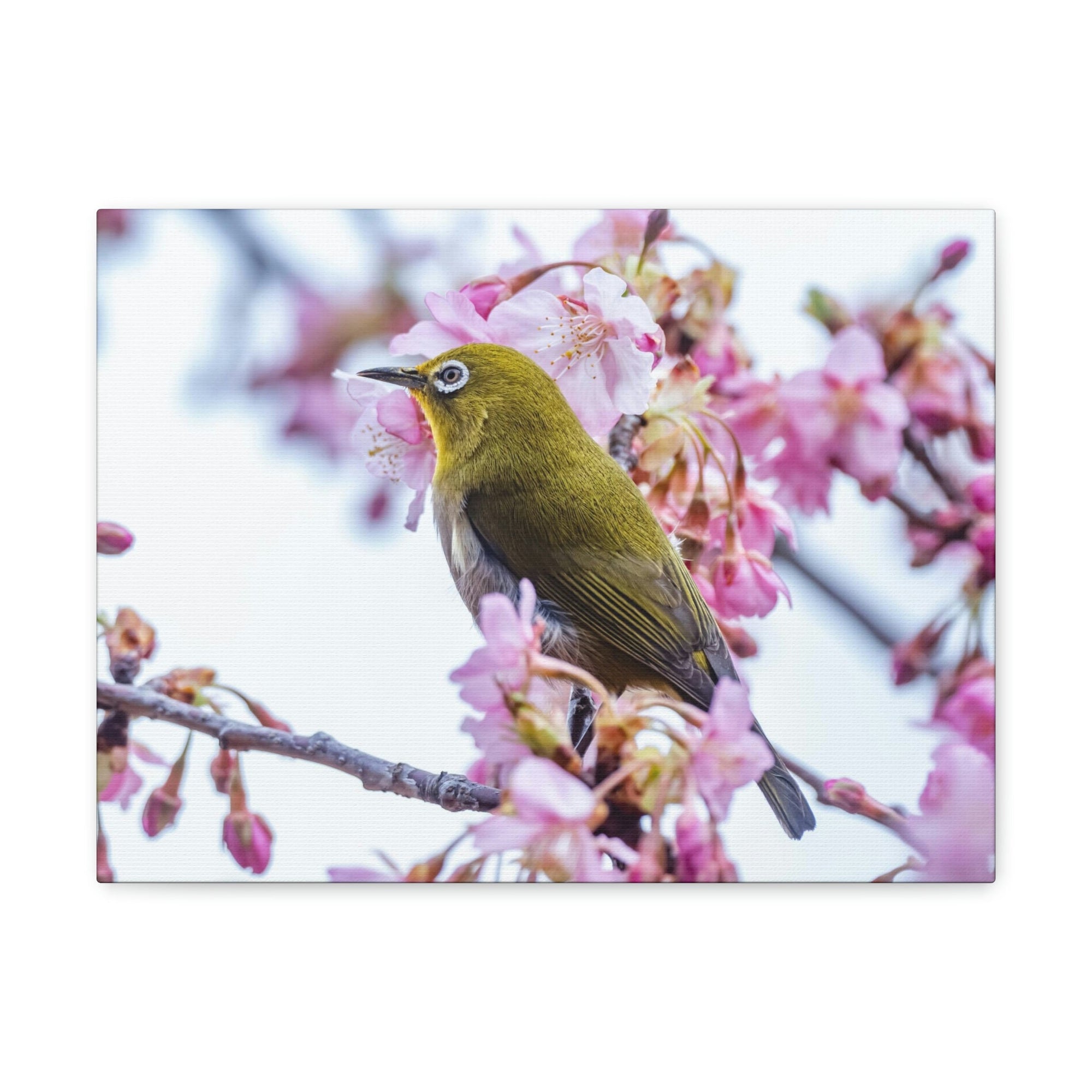 Funny Warbler Silly Warbler Scene Outside Wall Art Ready to Hang Unframed-Express Your Love Gifts