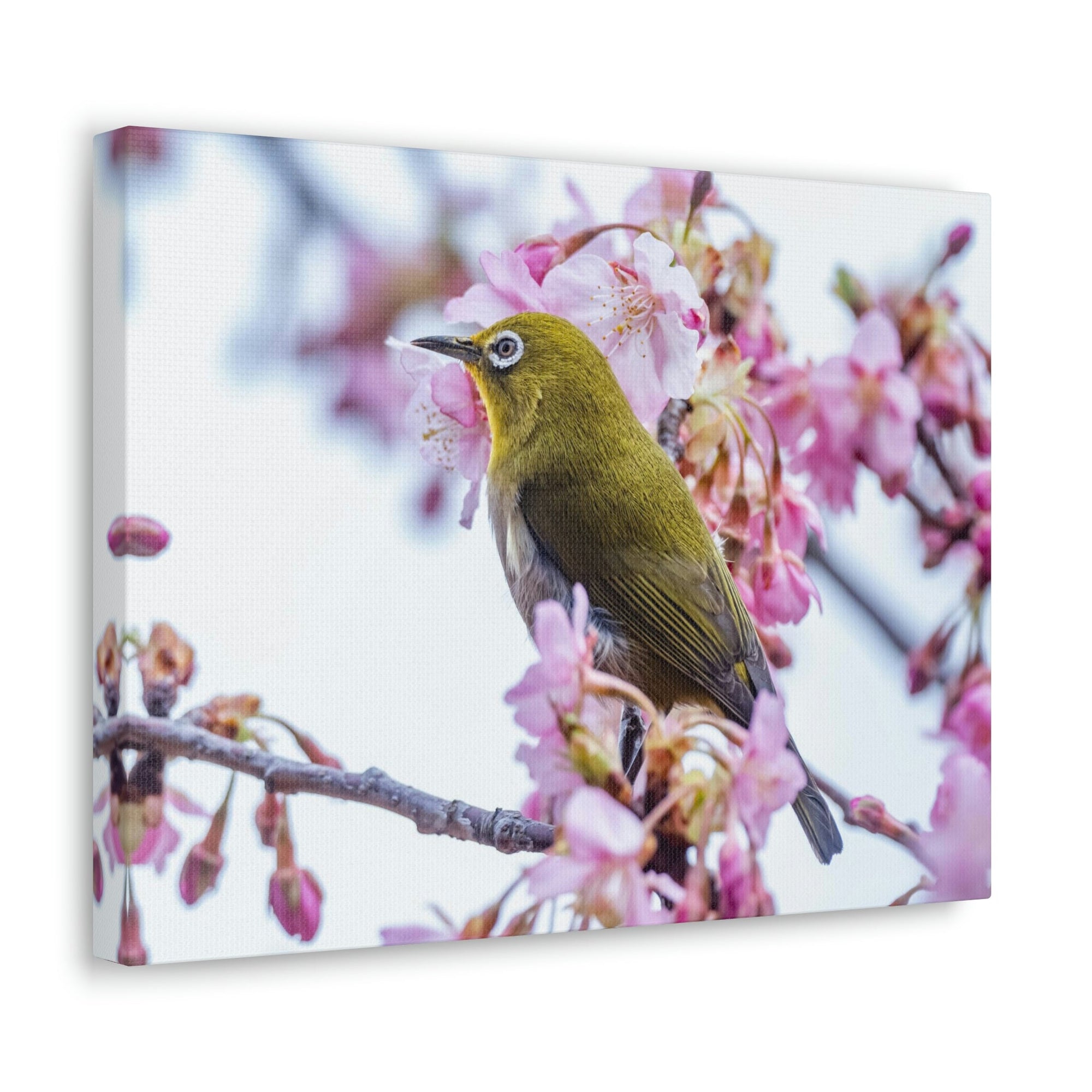 Funny Warbler Silly Warbler Scene Outside Wall Art Ready to Hang Unframed-Express Your Love Gifts