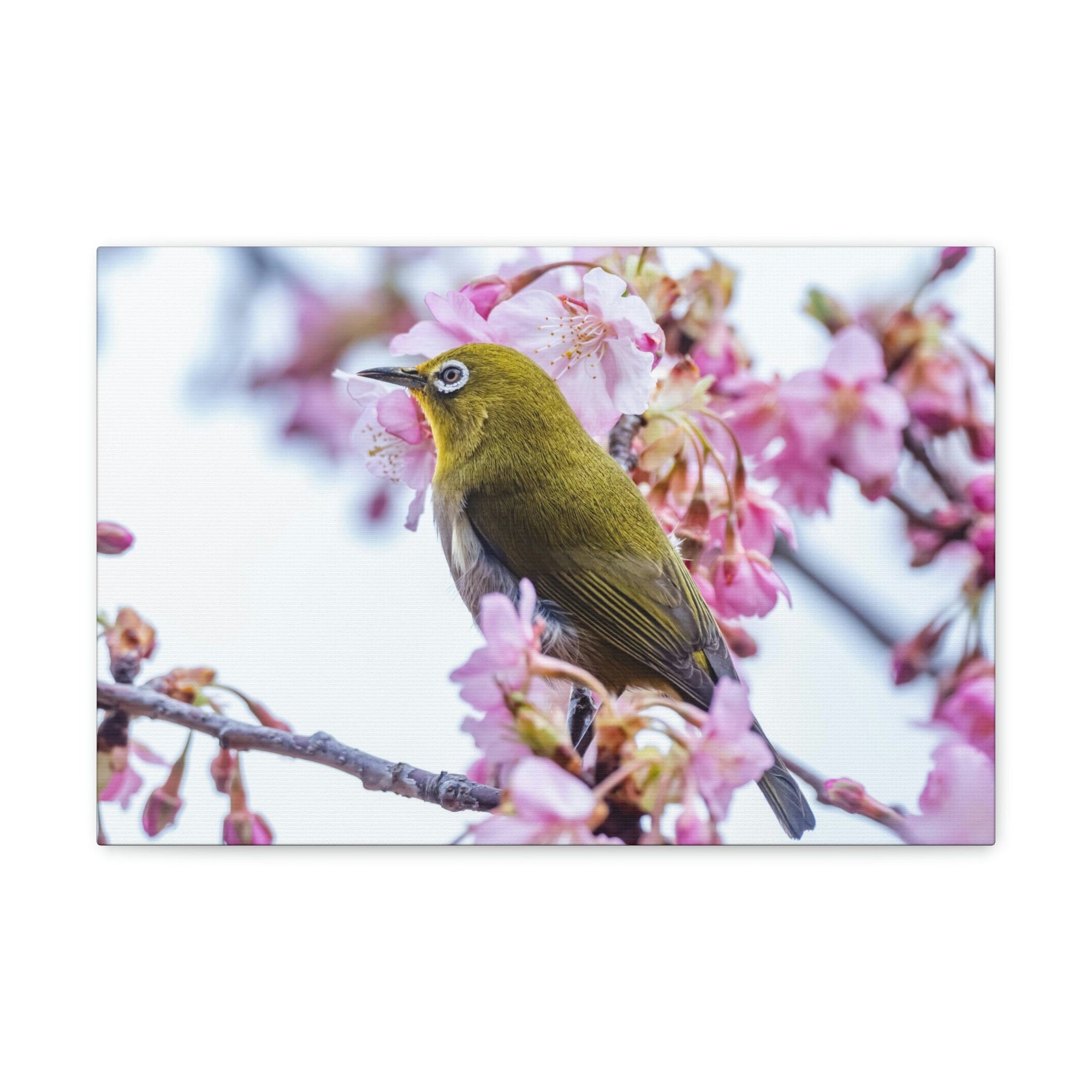 Funny Warbler Silly Warbler Scene Outside Wall Art Ready to Hang Unframed-Express Your Love Gifts