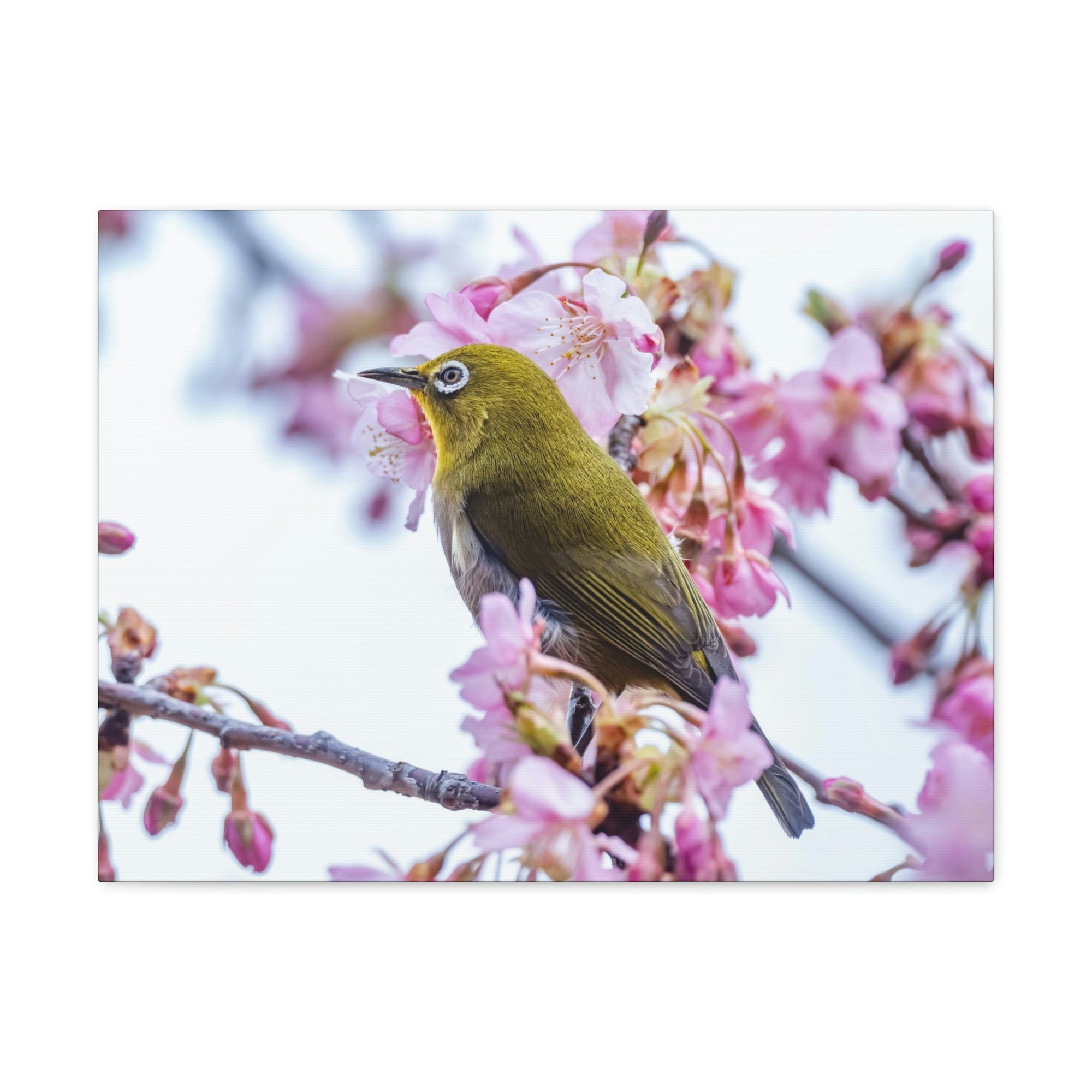 Funny Warbler Silly Warbler Scene Outside Wall Art Ready to Hang Unframed-Express Your Love Gifts