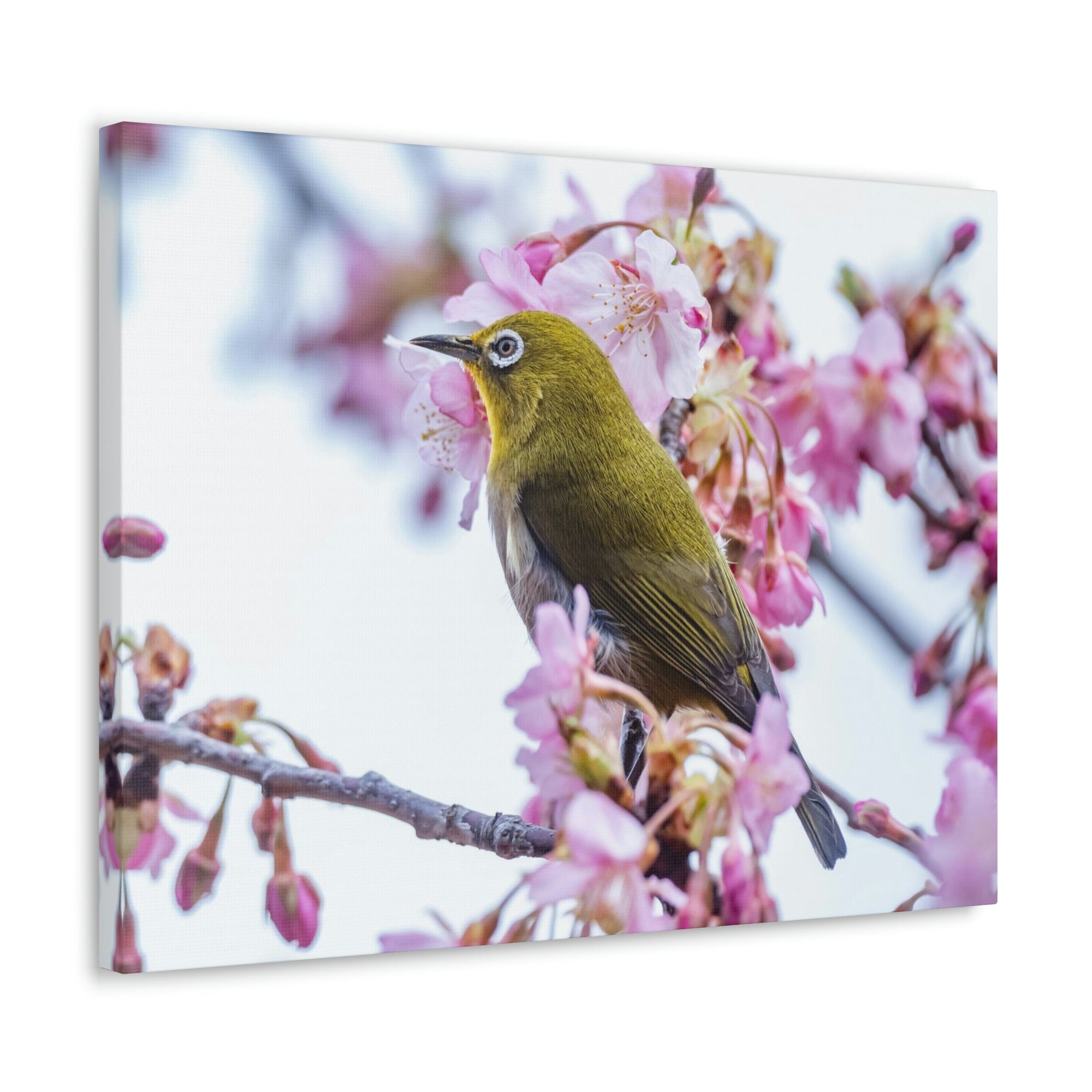 Funny Warbler Silly Warbler Scene Outside Wall Art Ready to Hang Unframed-Express Your Love Gifts