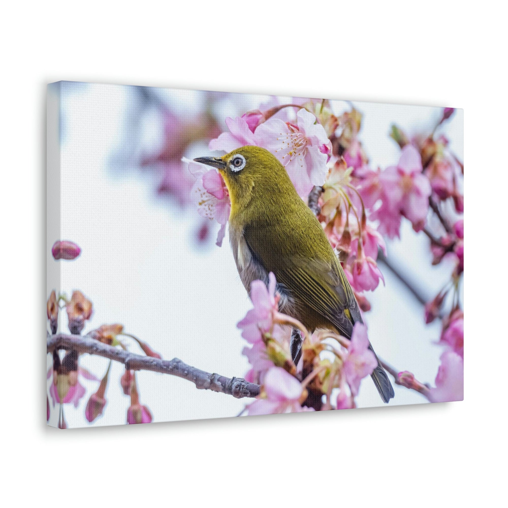 Funny Warbler Silly Warbler Scene Outside Wall Art Ready to Hang Unframed-Express Your Love Gifts